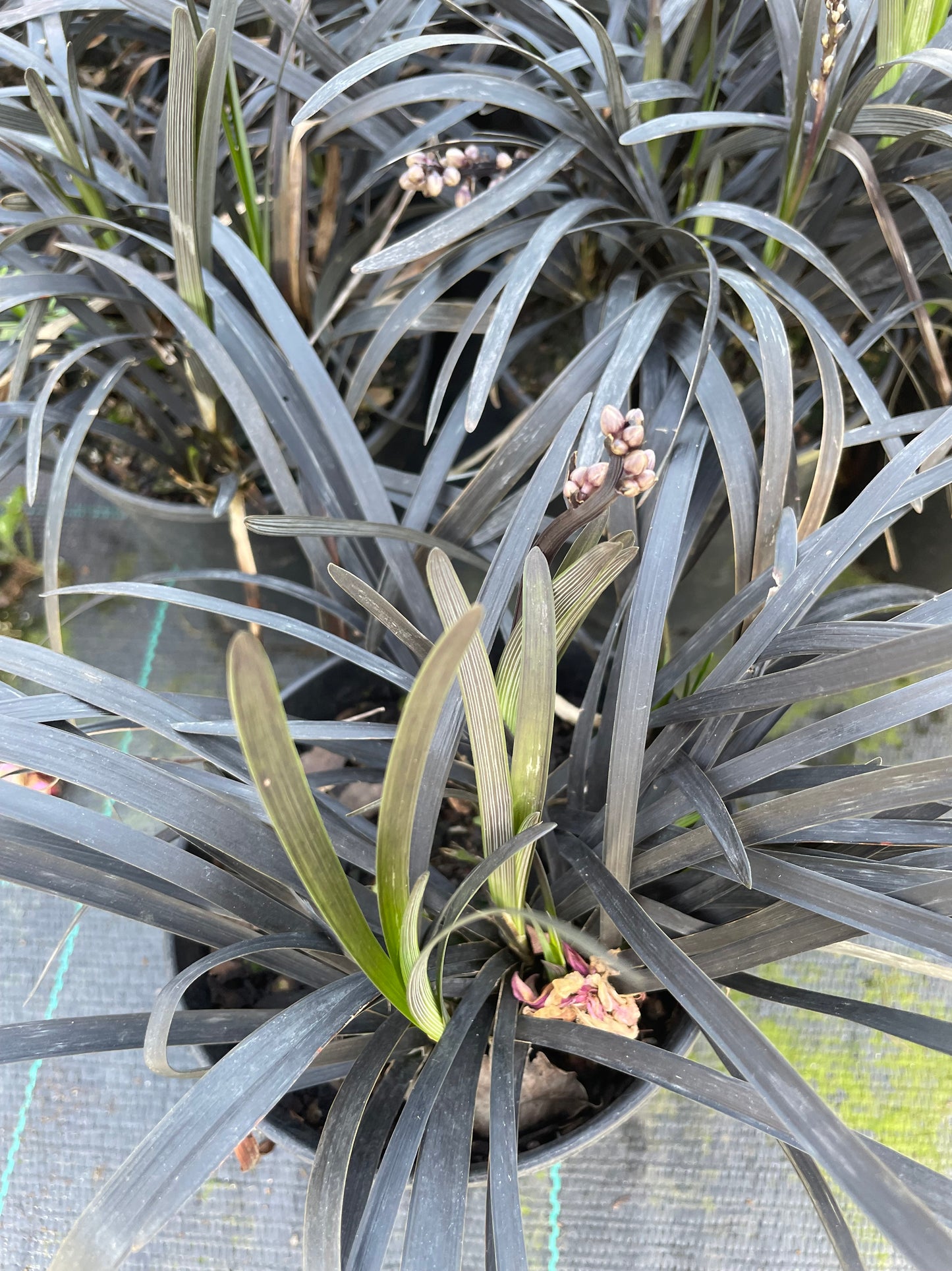 Ophiopogon planiscapus 'Nigriscens' 12cm