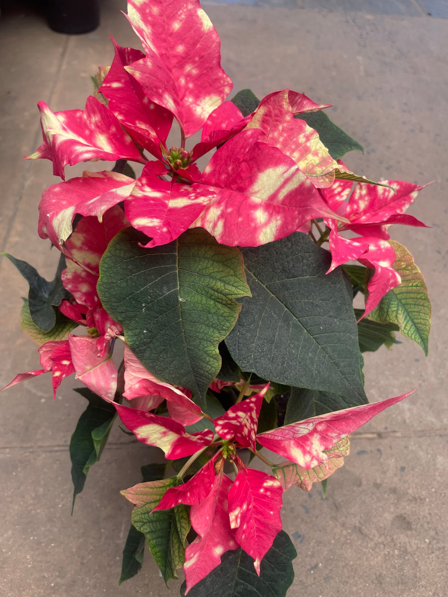 Poinsettia 15cm