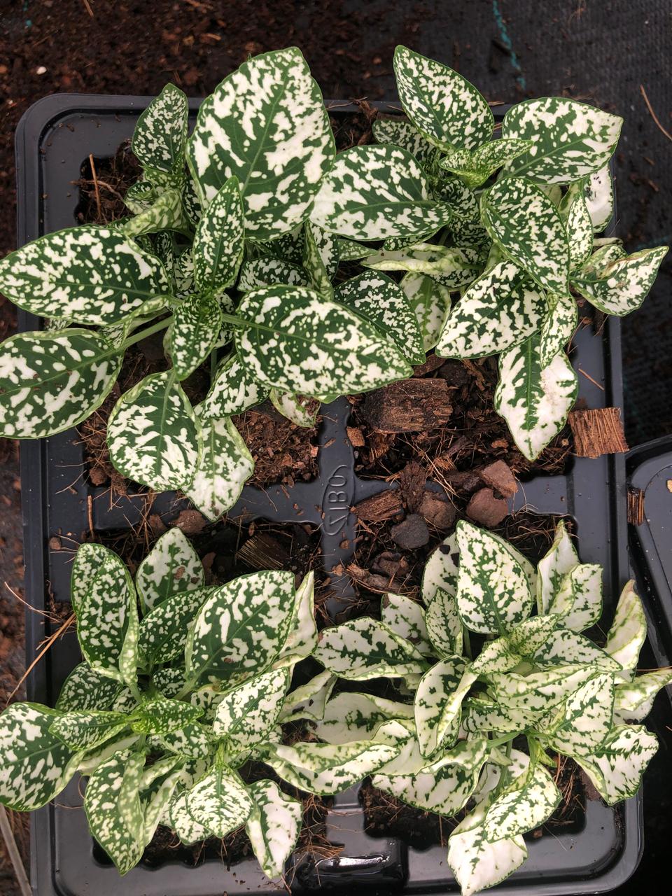 Hypoestes 4 Pack