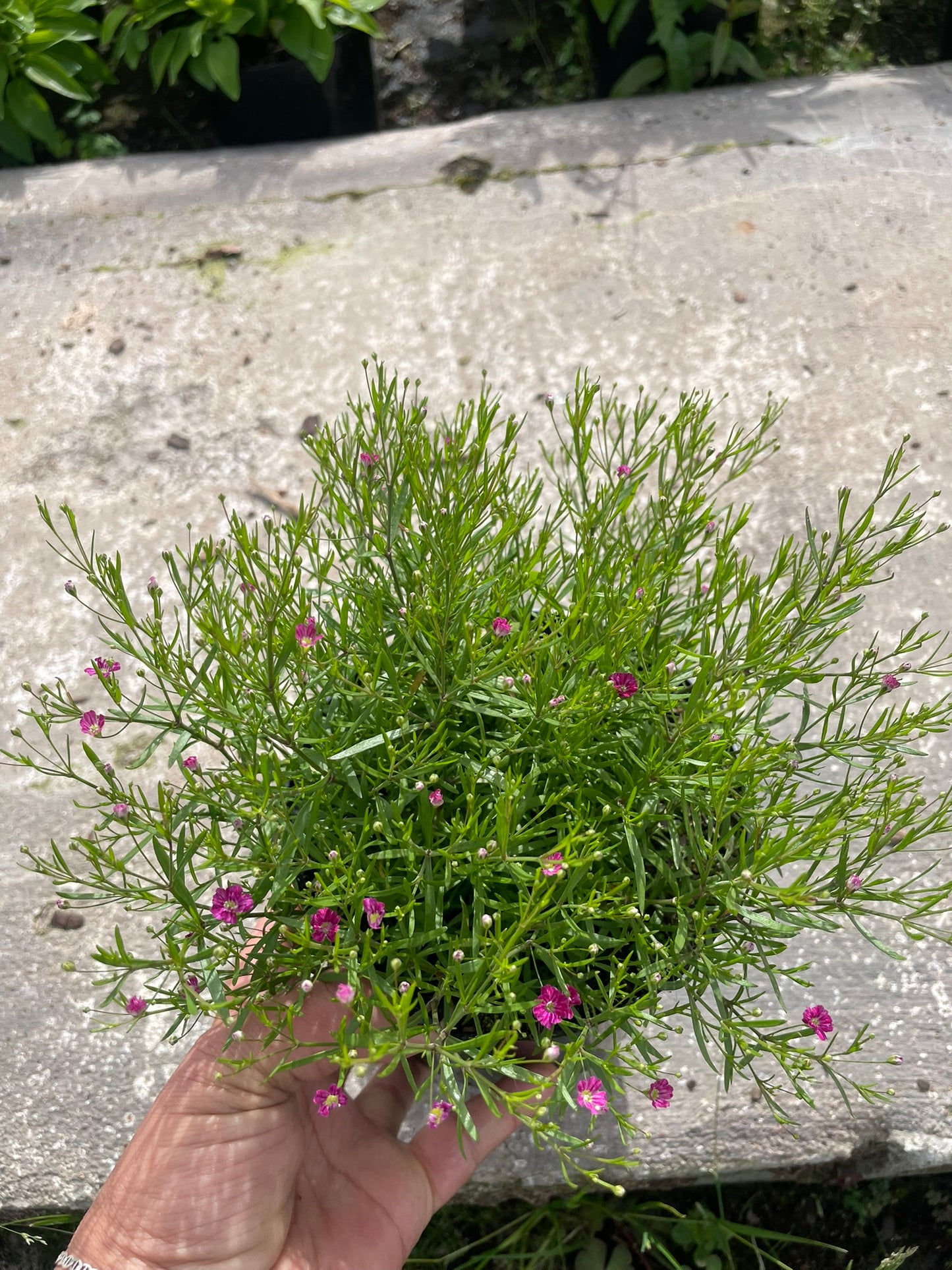 Gypsophila Pink (12cm)- Baby's Breath