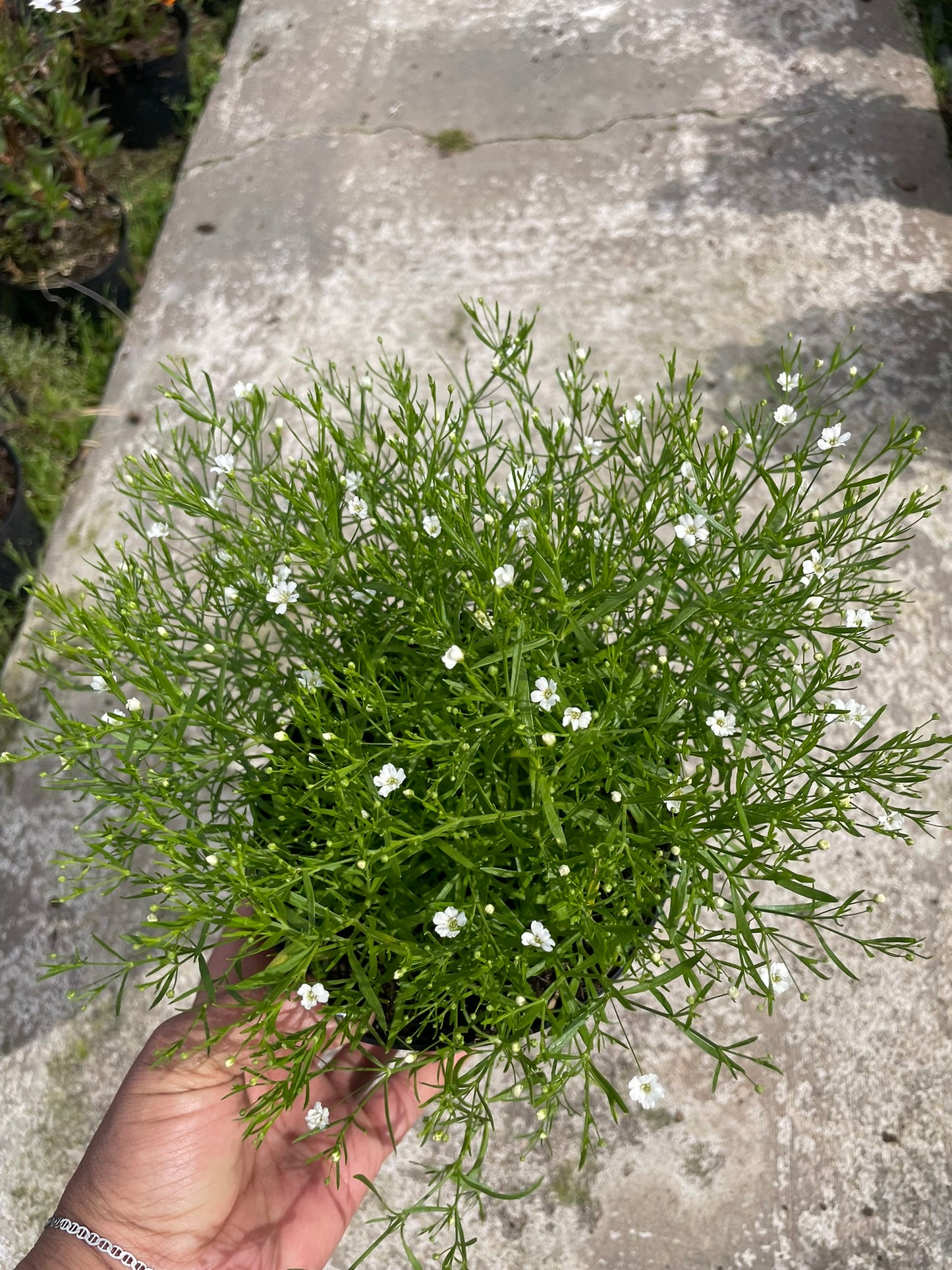 Gypsophila White (12cm) - Baby's Breath