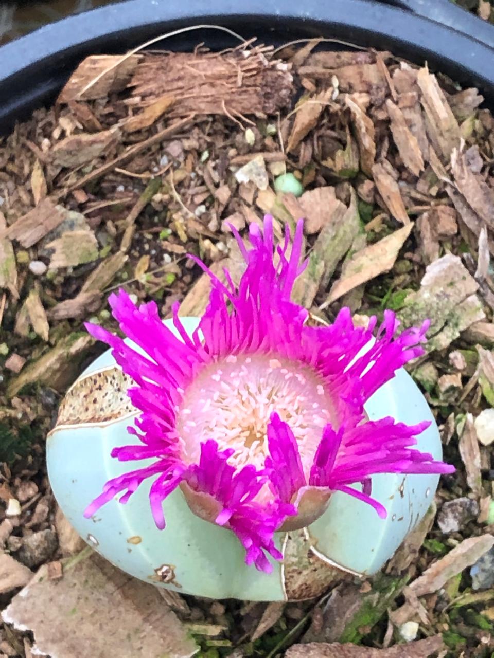 Argyroderma Testiculare (9cm)