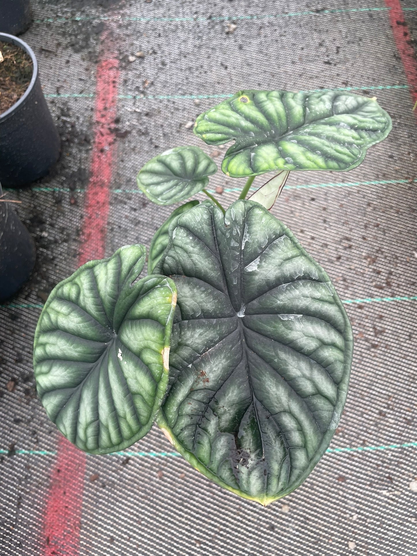Alocasia Baginda Dragon Scale (17cm)