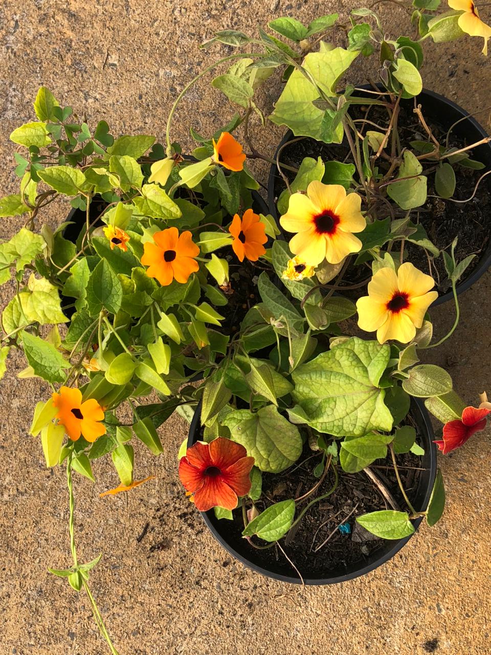 Black-Eyed Susan (15cm)