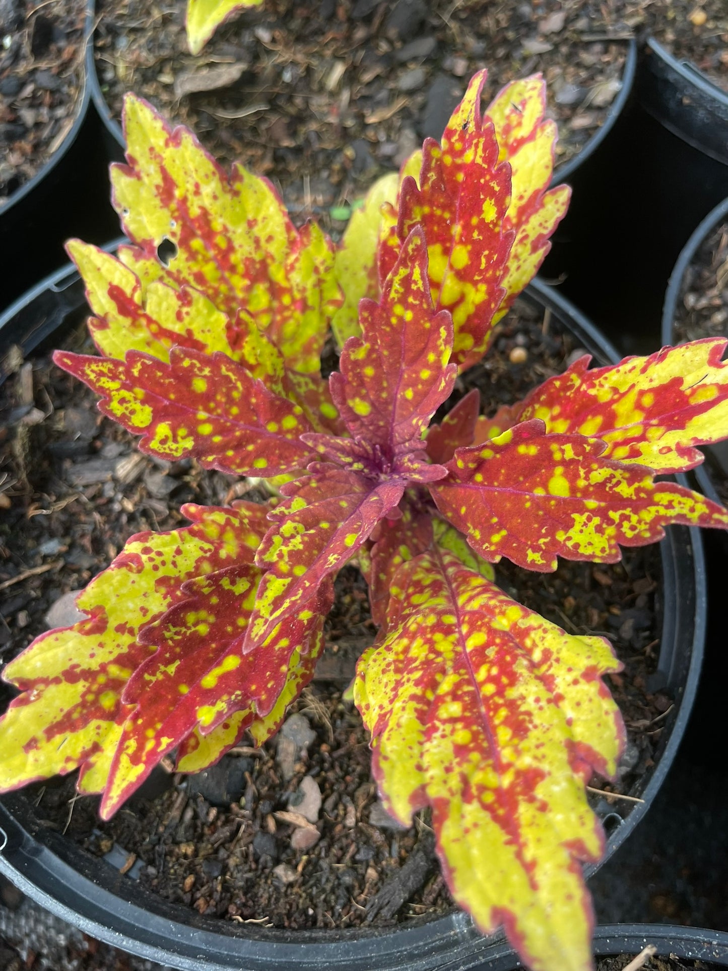 Coleus Greenville (15cm)