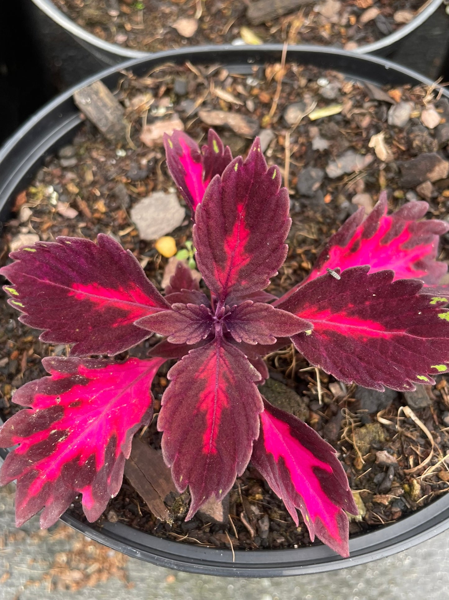 Coleus Downtown Royalty (15cm)