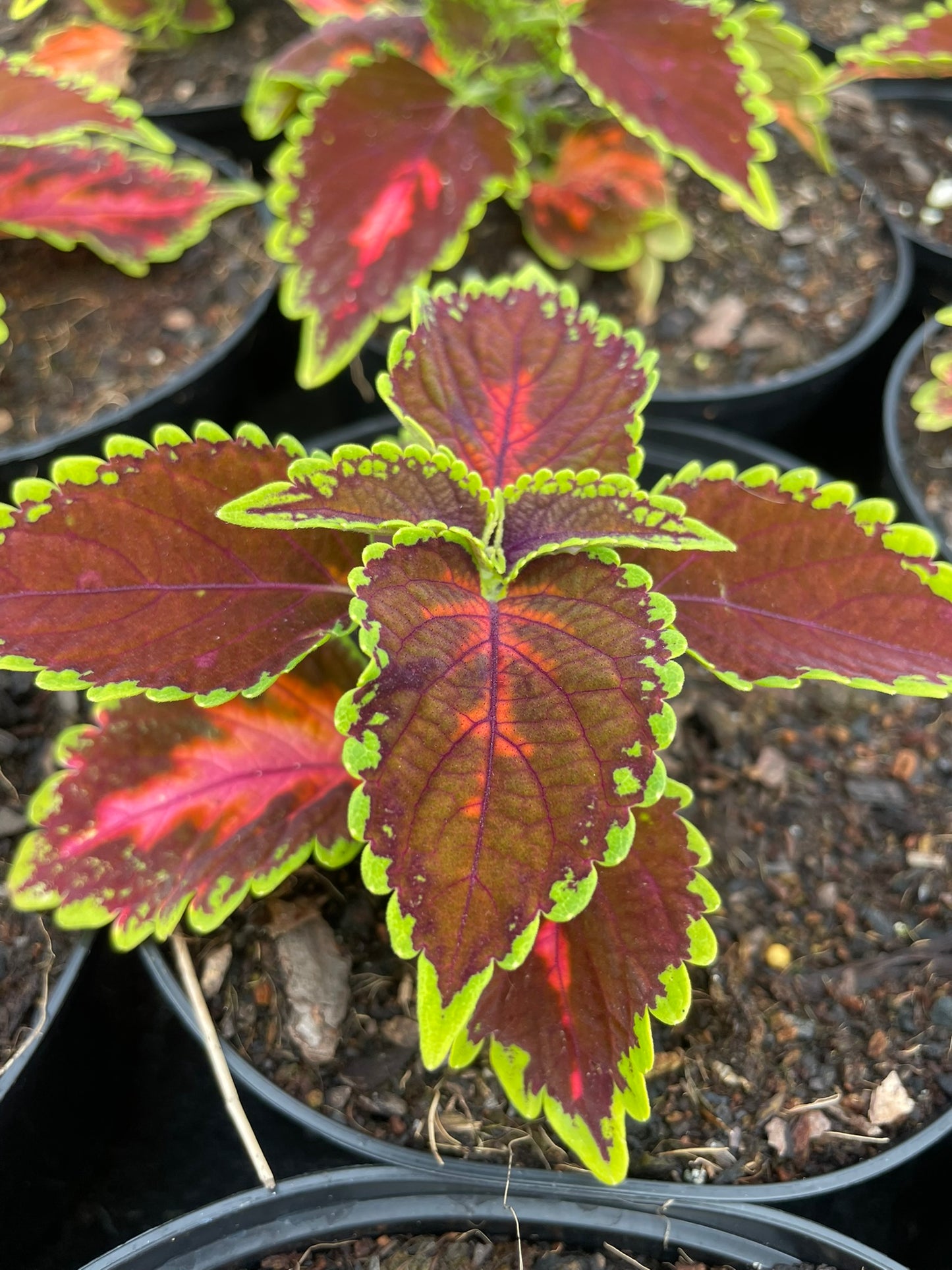 Coleus Magnificent (15cm)