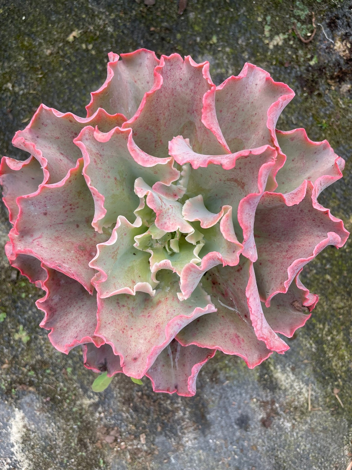 Echeveria Dick's Pink (15cm)