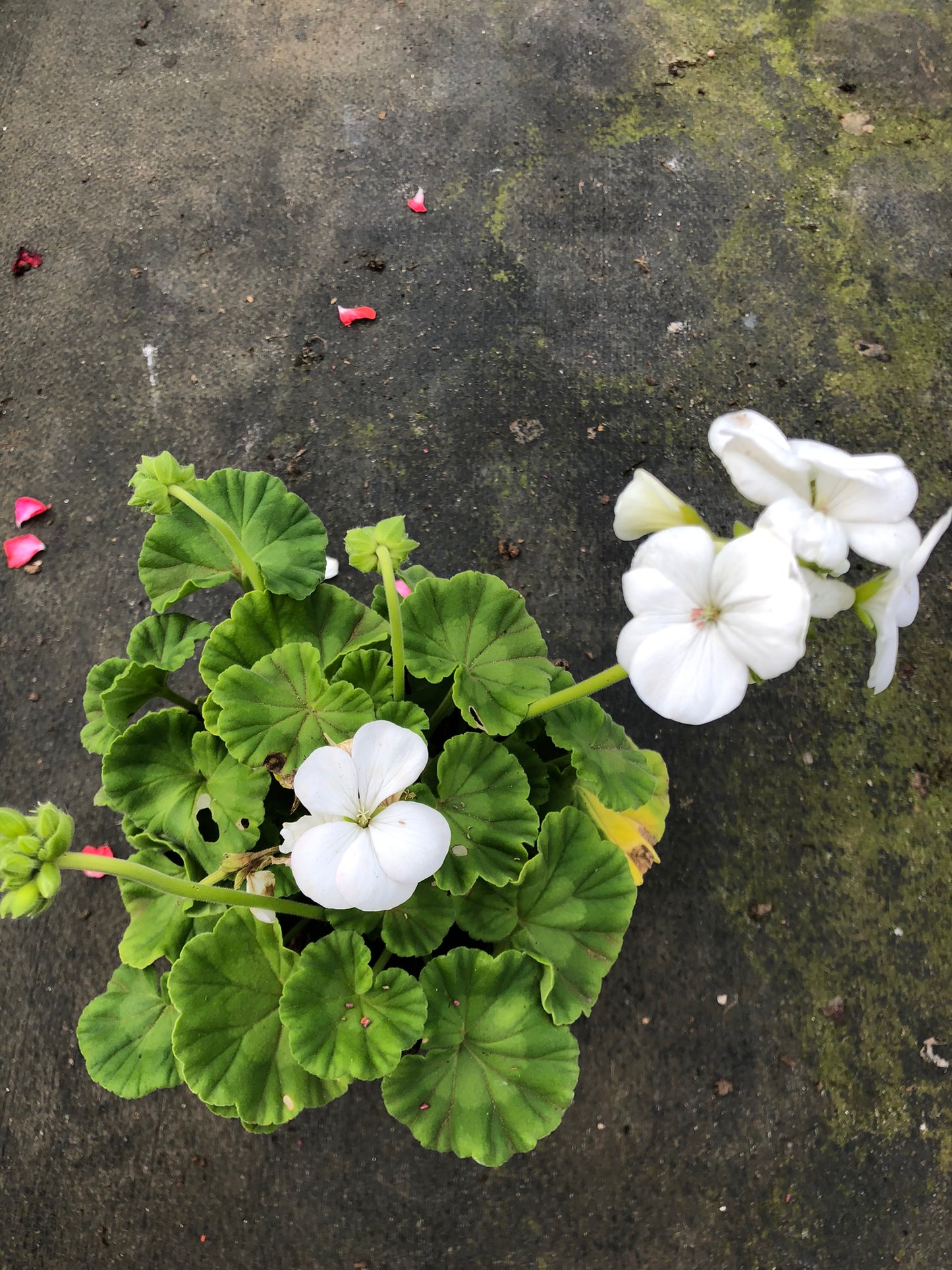 Pelargonium White (15cm)