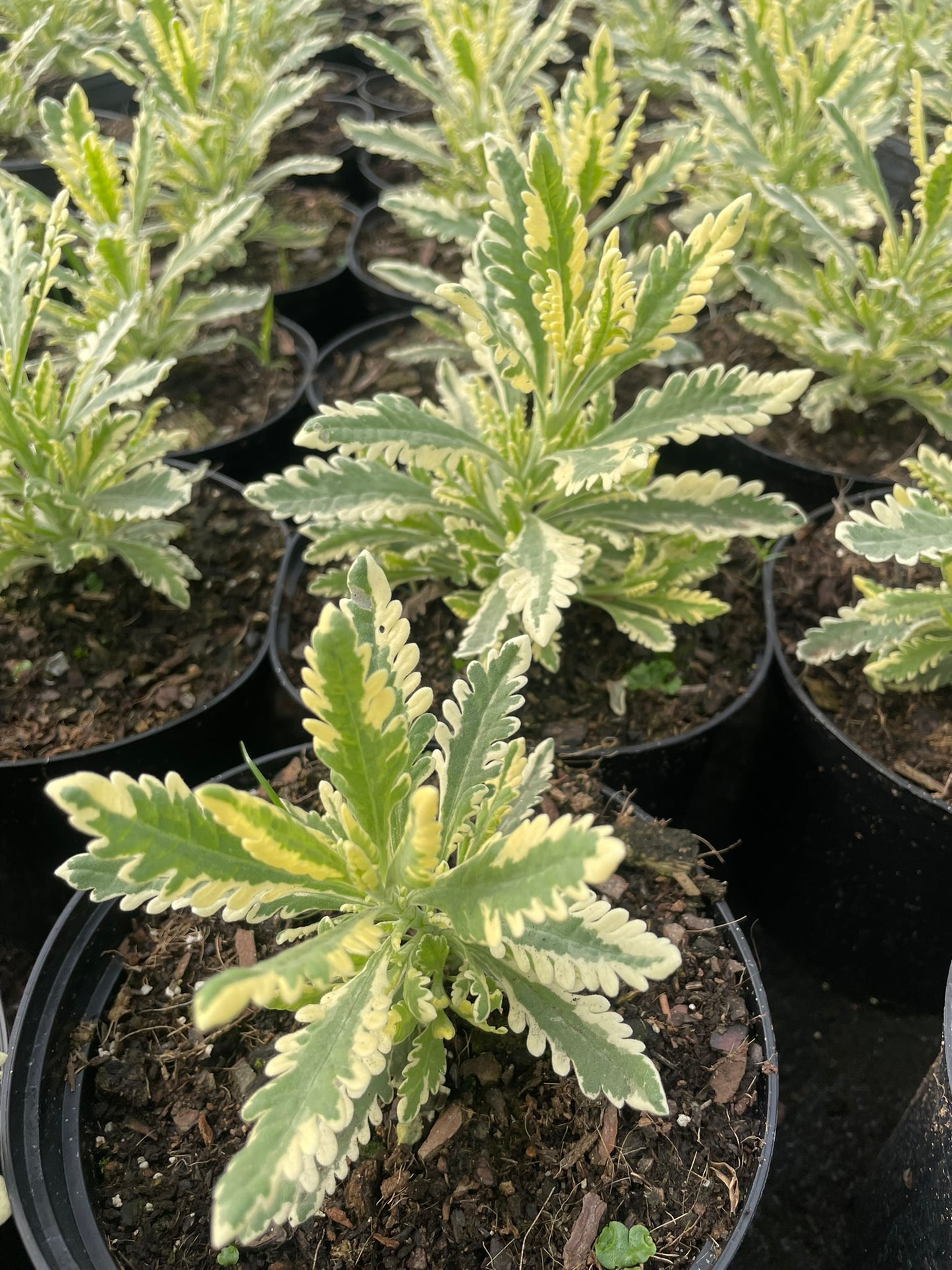 Lavandula Meerlo (15cm)