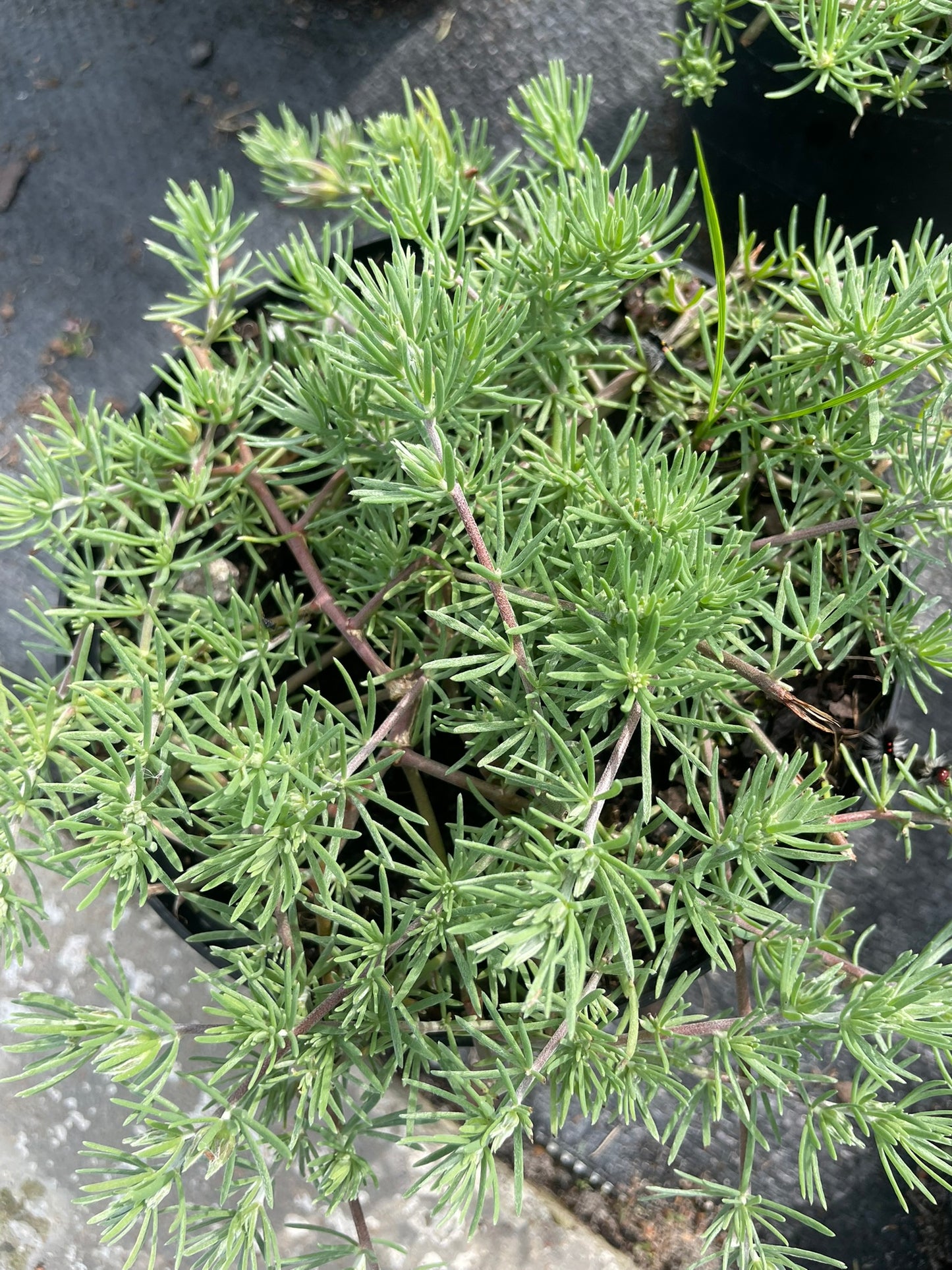 Lotus Berthelotii (15cm)