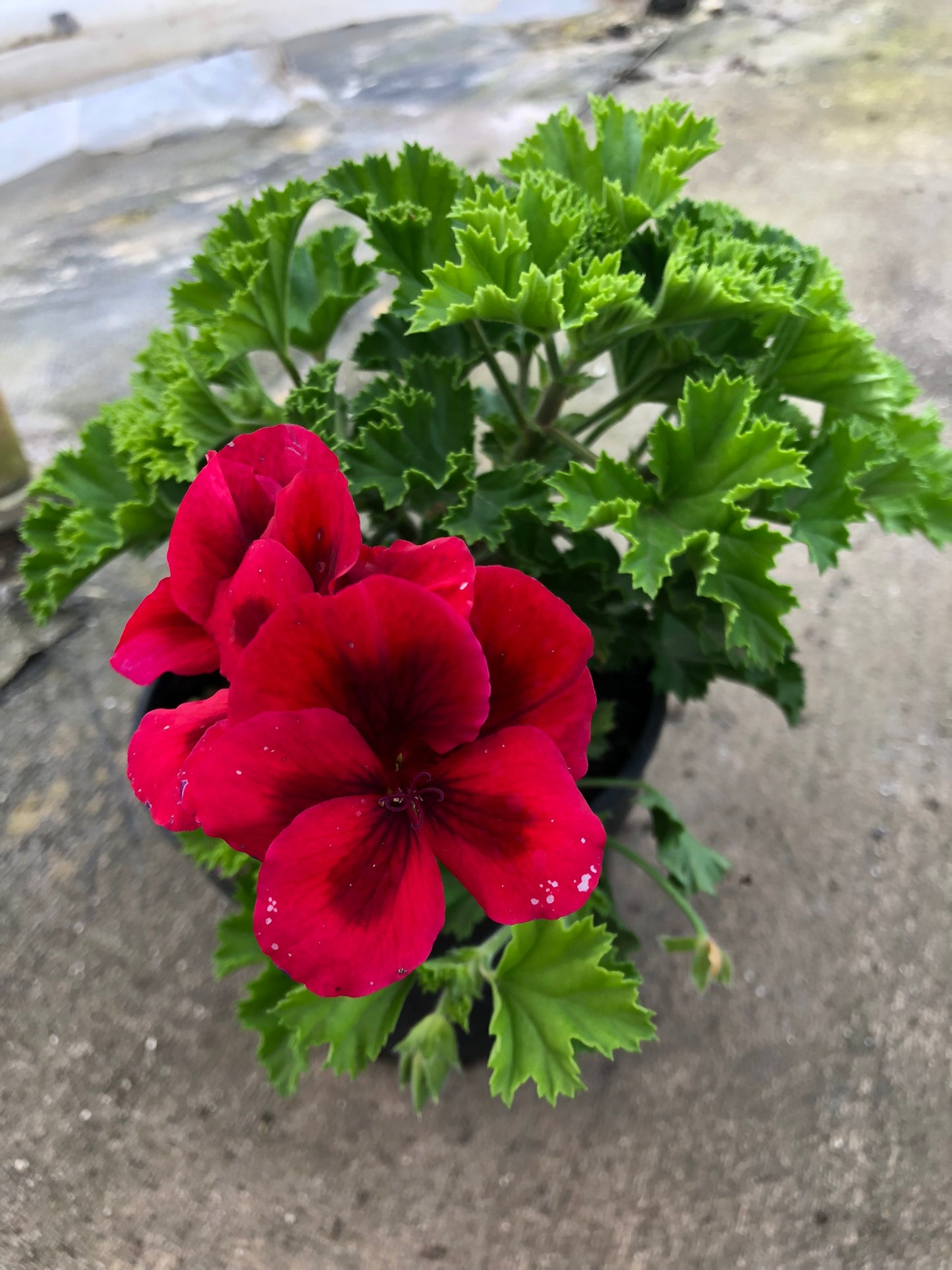 Pelargonium Grandiflorum (15cm)