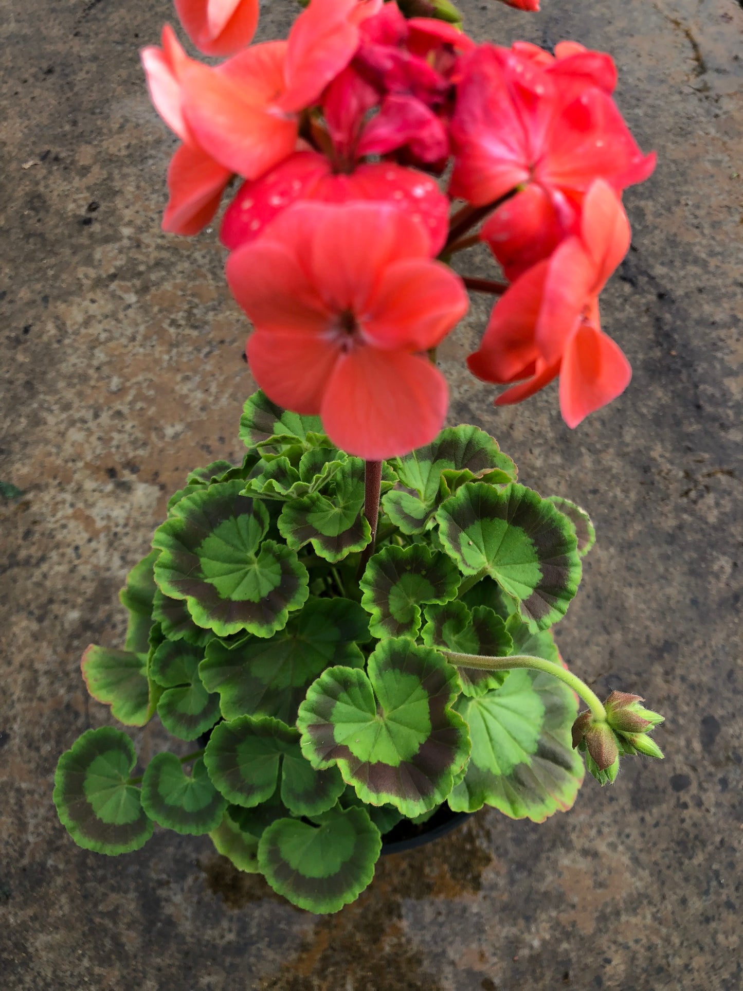 Pelargonium Salmon (15cm)
