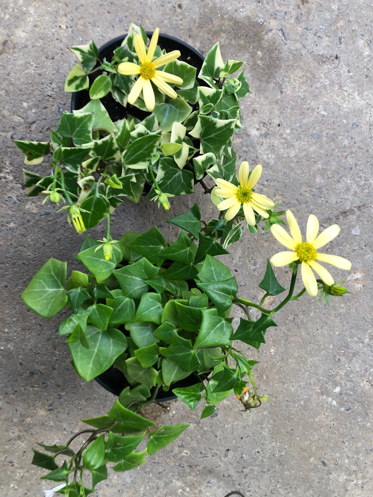Senecio Macroglossus (15cm)
