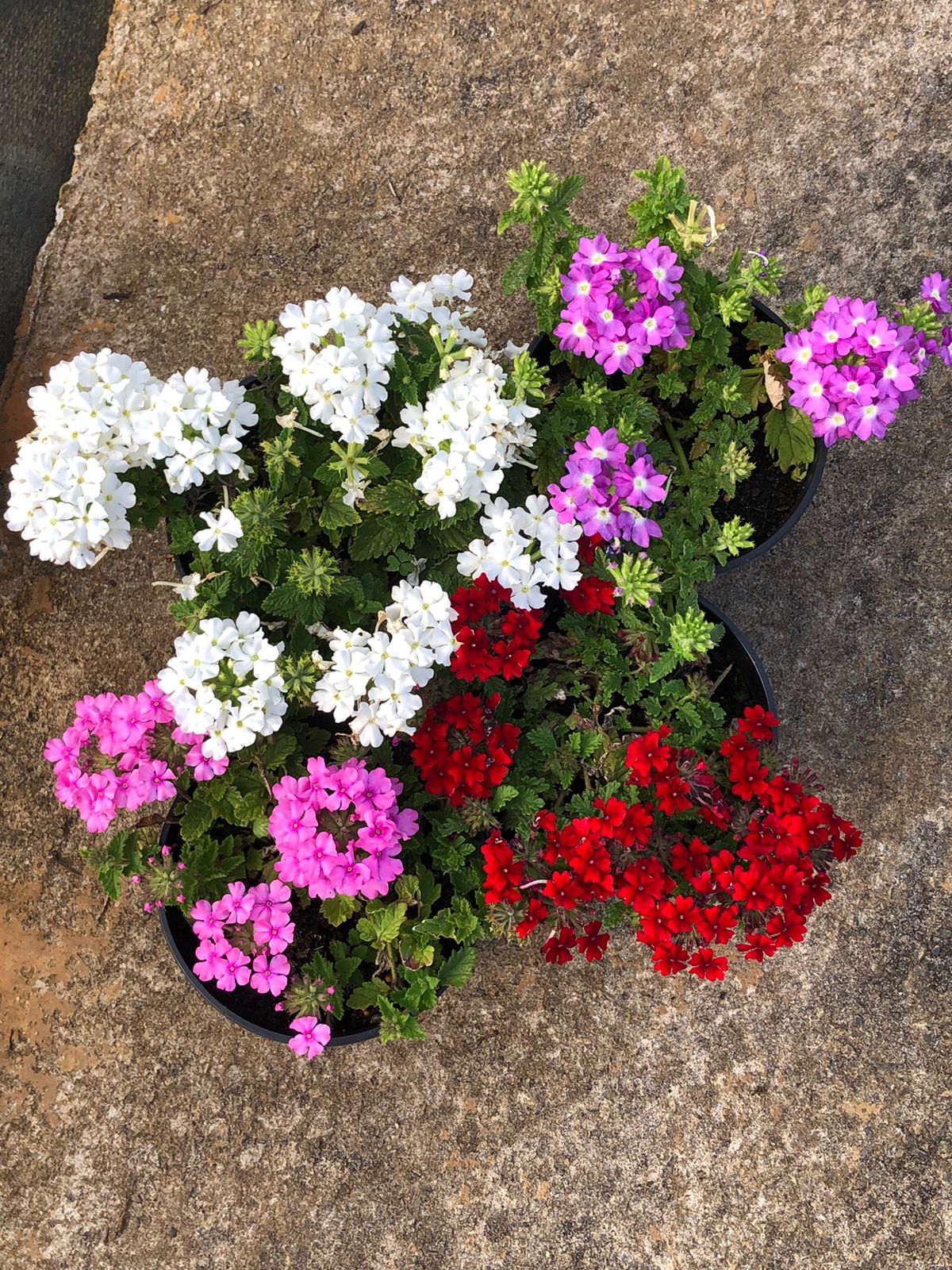 Verbena (15cm)