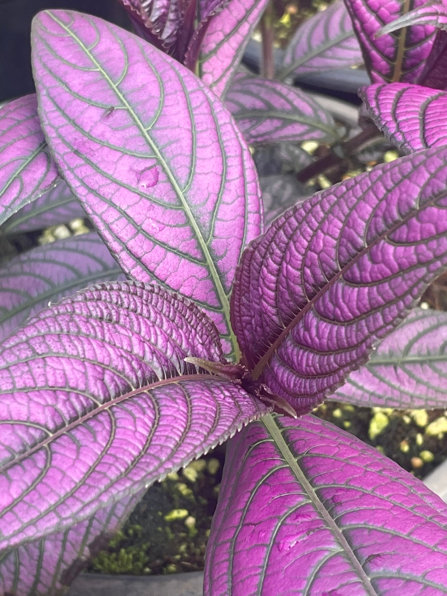 Strobilanthes Dyerianus