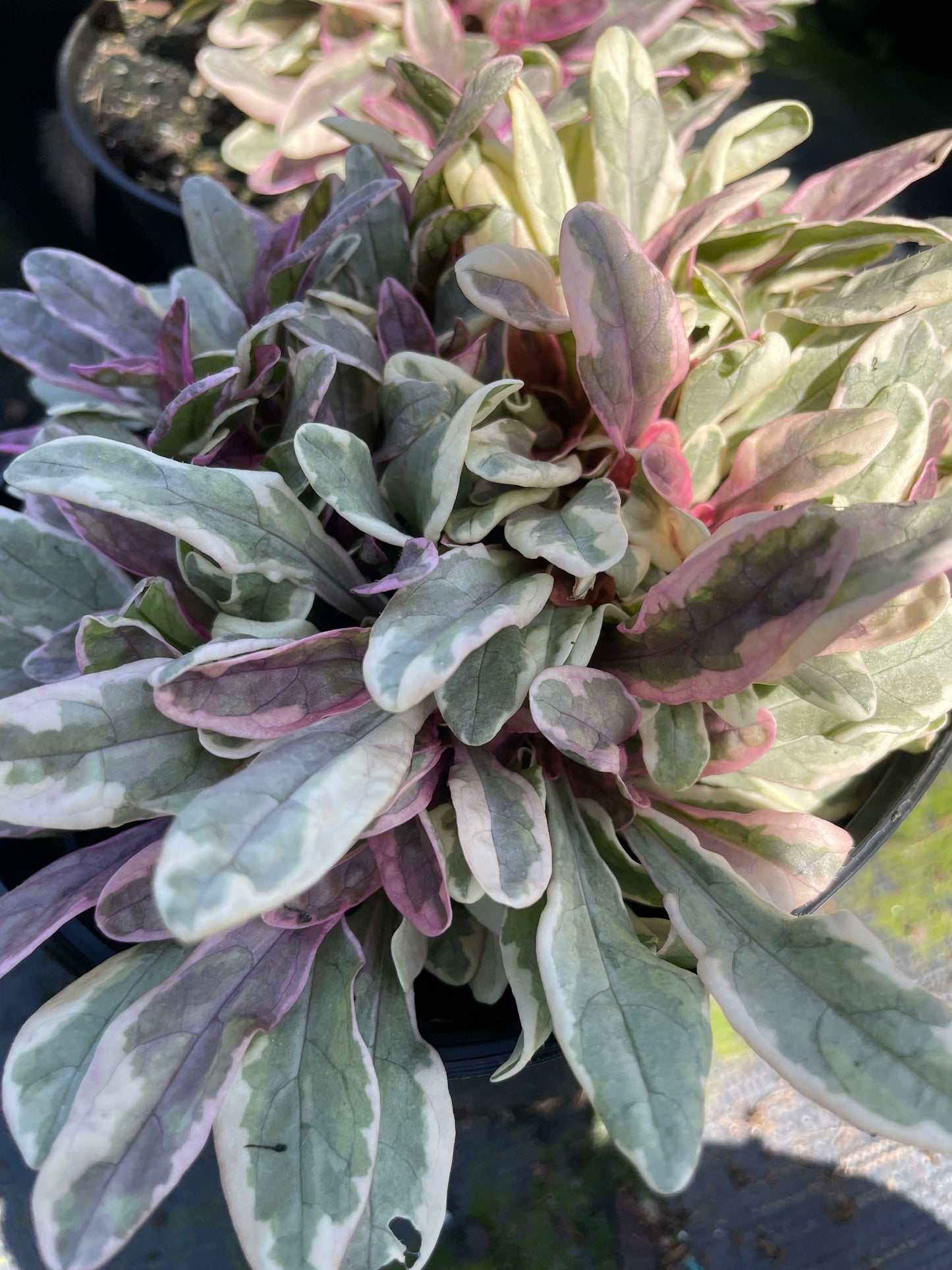 Ajuga reptans 'Princess Elsa' 15cm