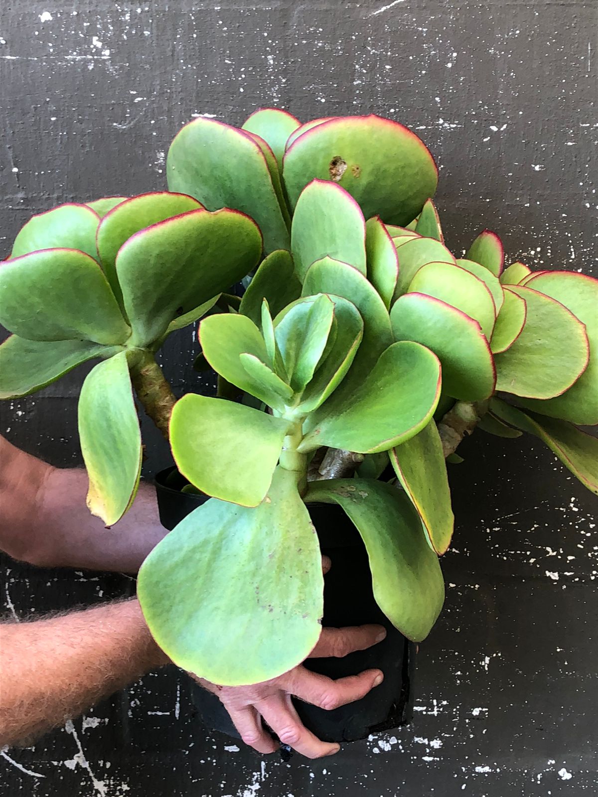 Paddle Plant (27cm)