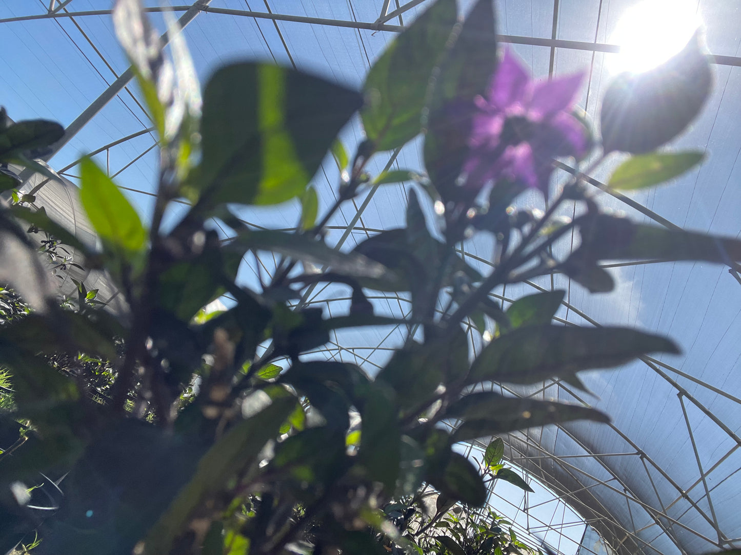 Capsicum Annum ‘ Black Pearl’ (15cm)