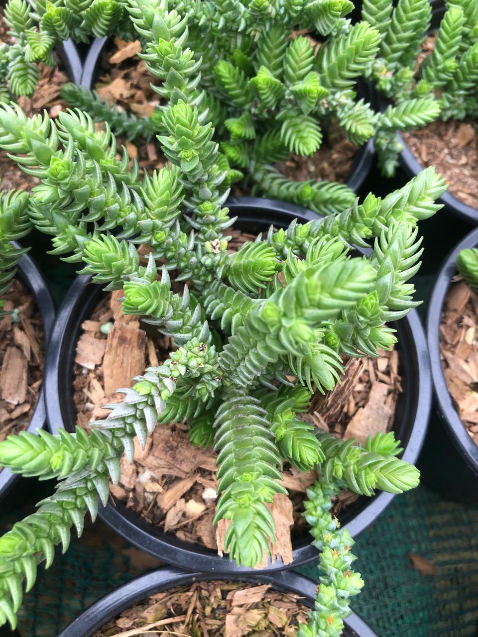Crassula Rastafari (9cm)