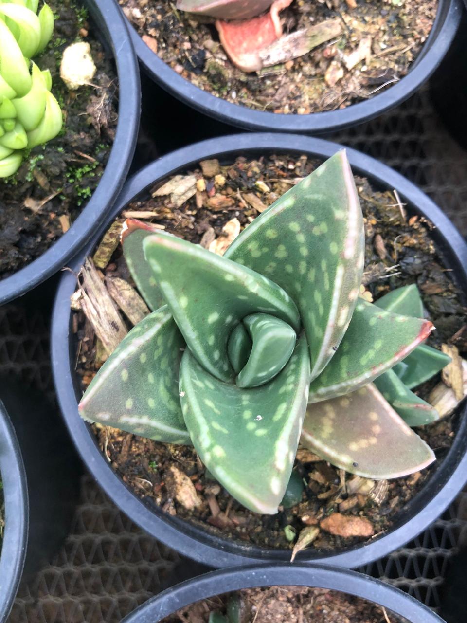 Tiger Aloe (9cm)