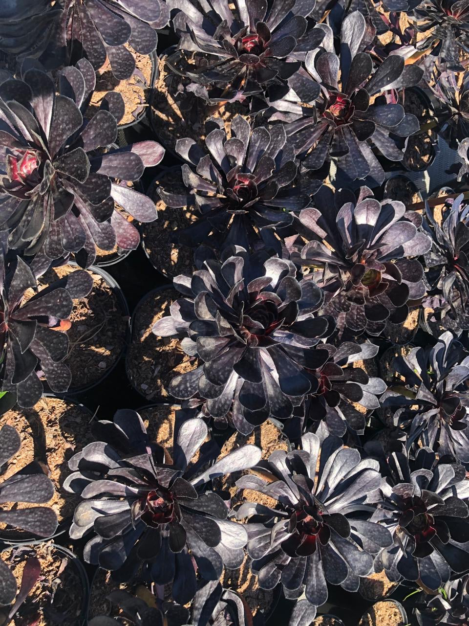 Aeonium Arboreum Zwartkop (17cm)