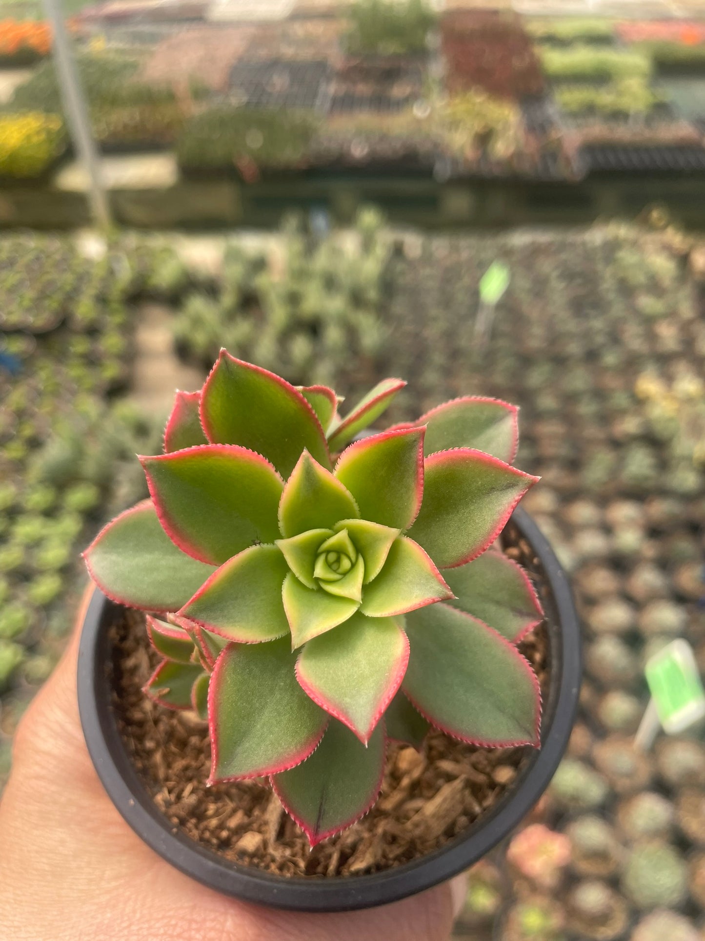 Aeonium Kiwi (9 cm)