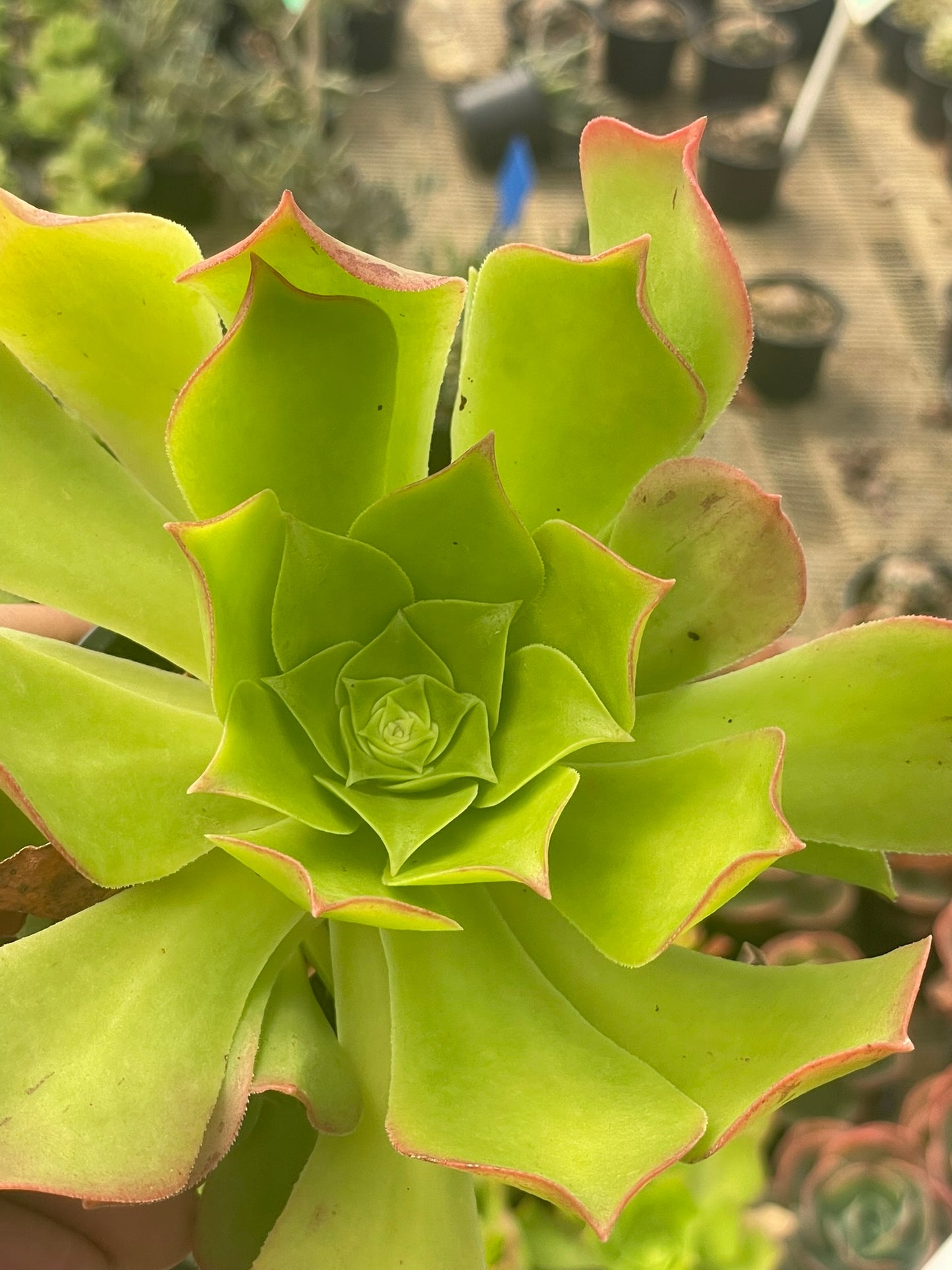 Aeonium Arboreum Green (9 cm)