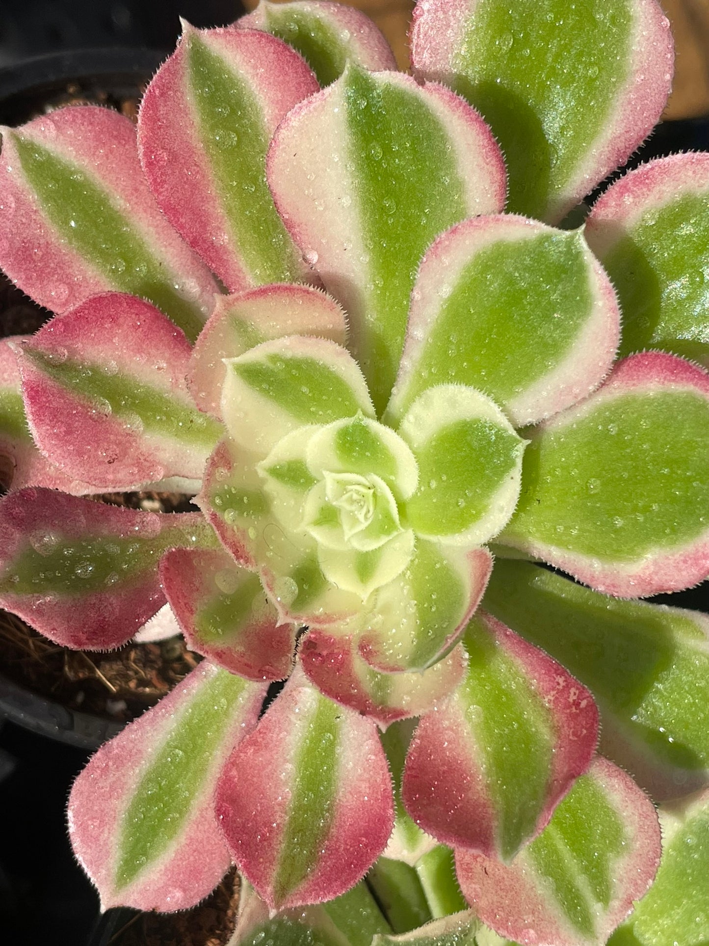Aeonium Baifeng (12cm)