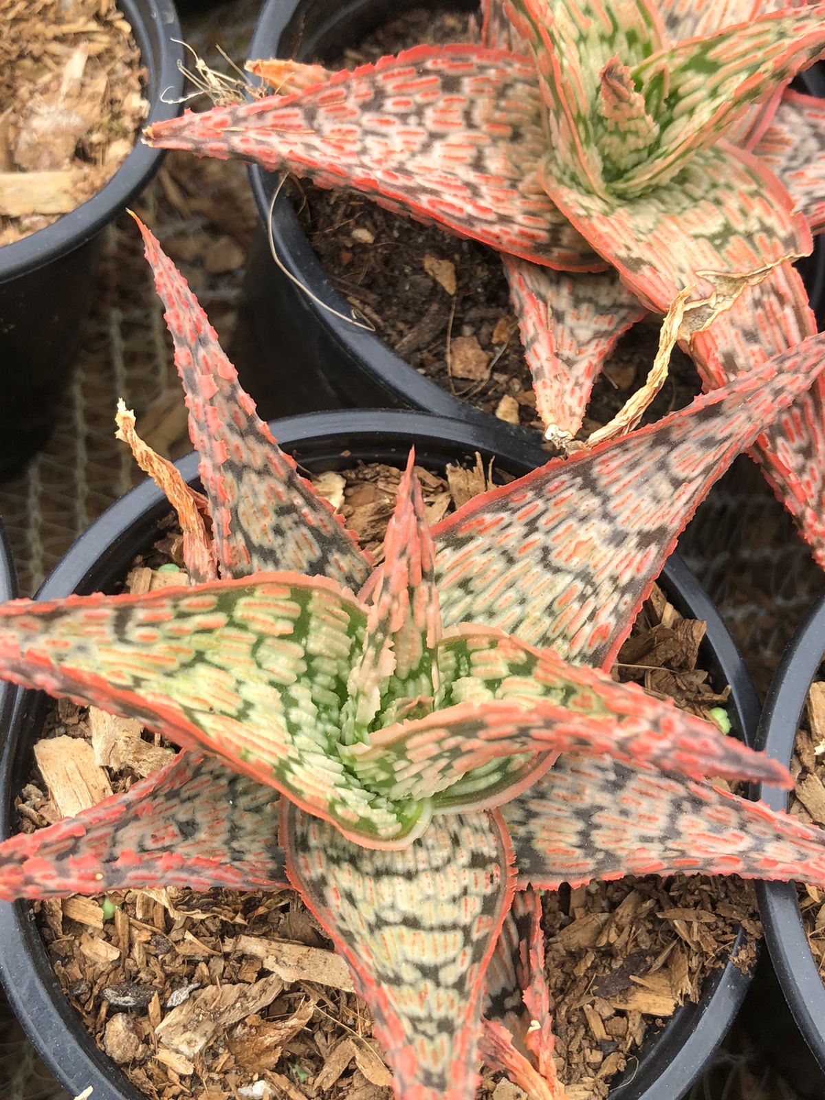 Aloe Pink Blush (9 cm)