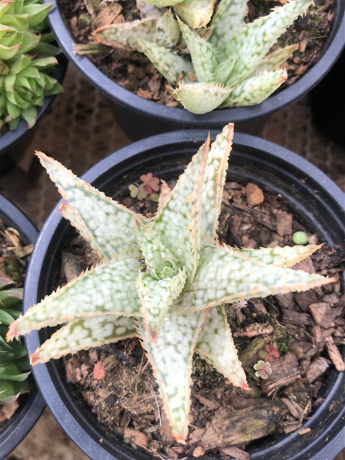 Aloe Rauchii Snowflake (9cm)