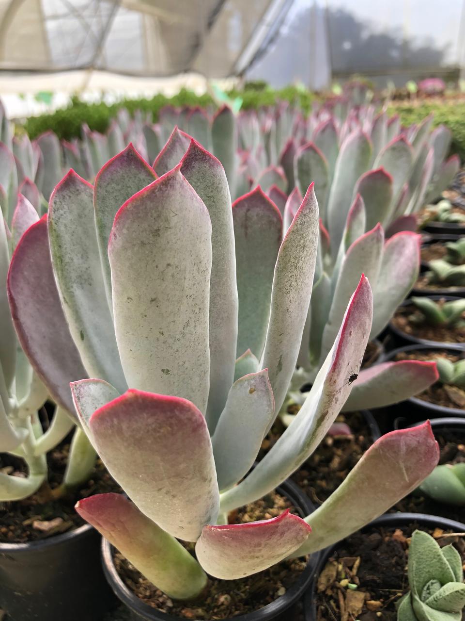 Cotyledon Orbiculata (9cm)