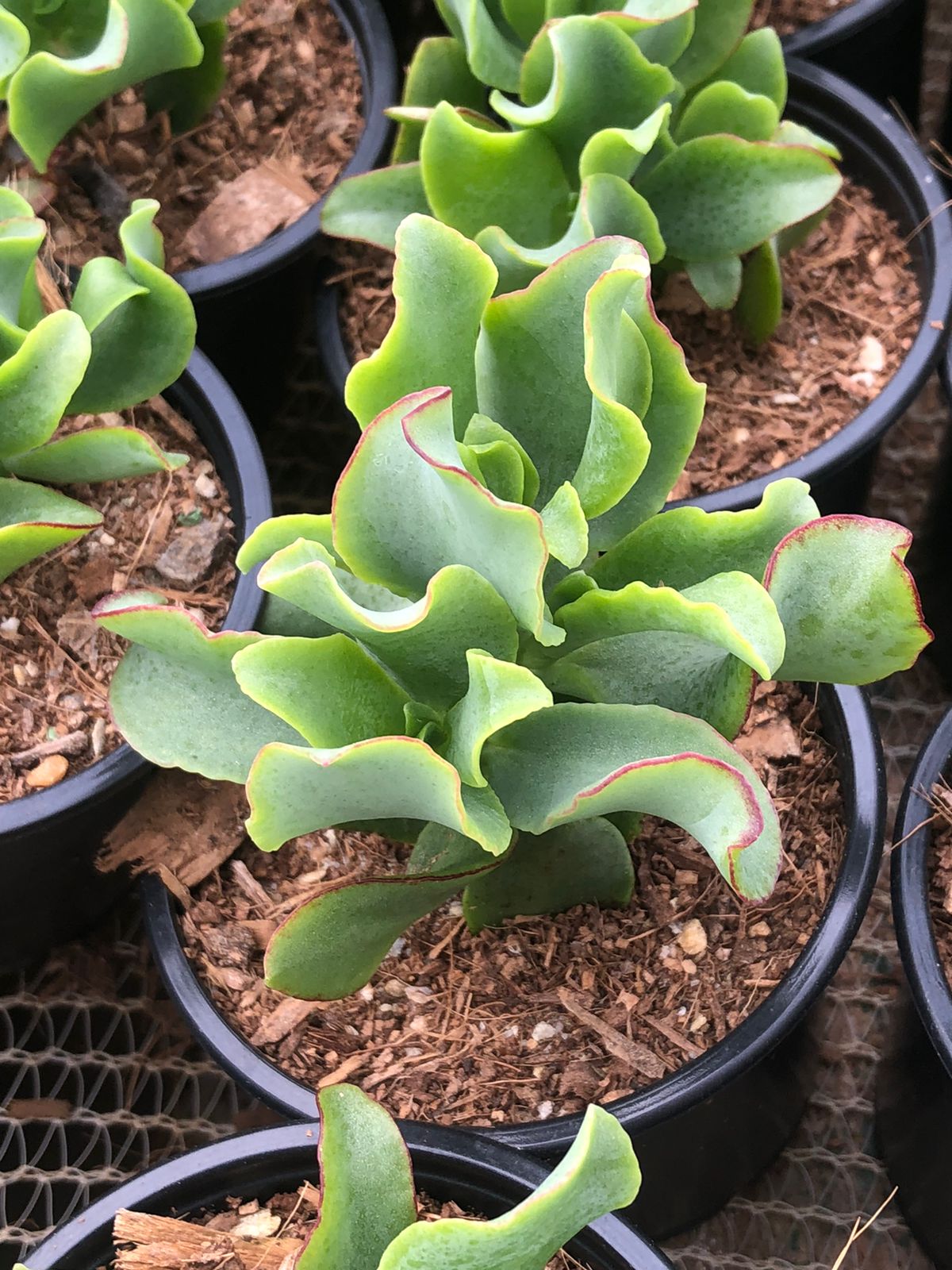 Crassula Arborescens Undulatifolia (9cm)