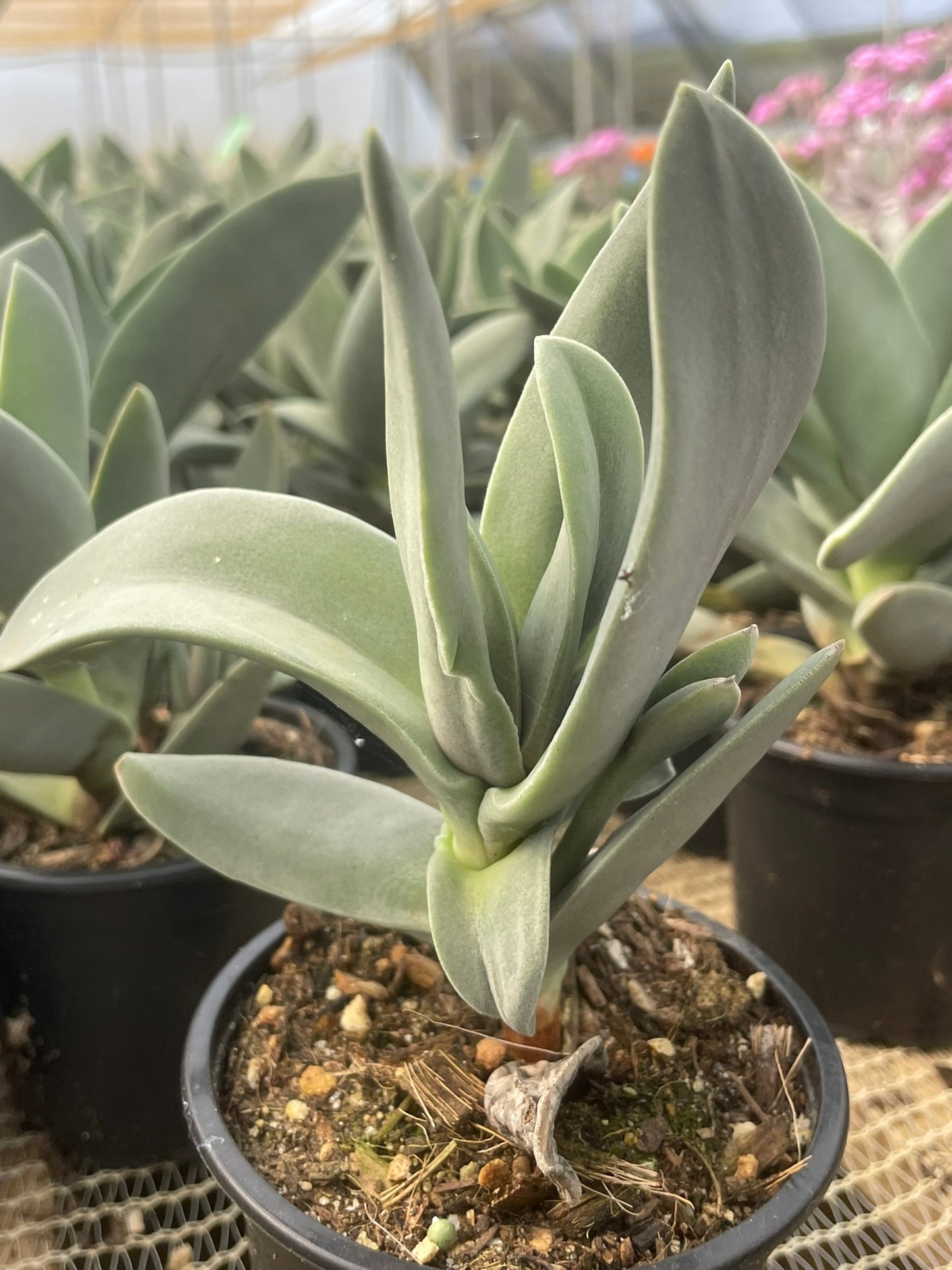 Crassula Hybrid Falcata New (9cm)