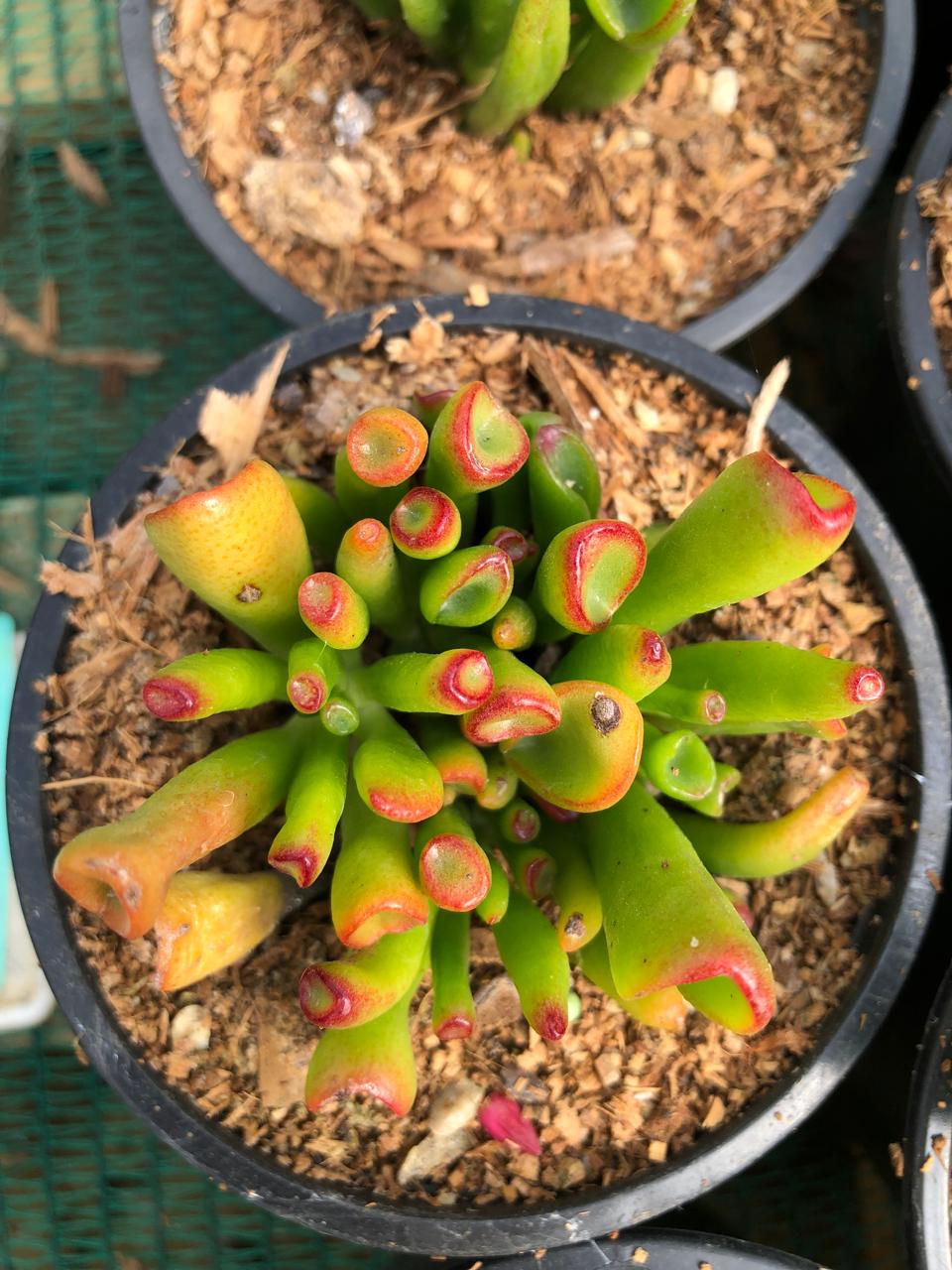 Crassula Ovata Gollum (9cm)