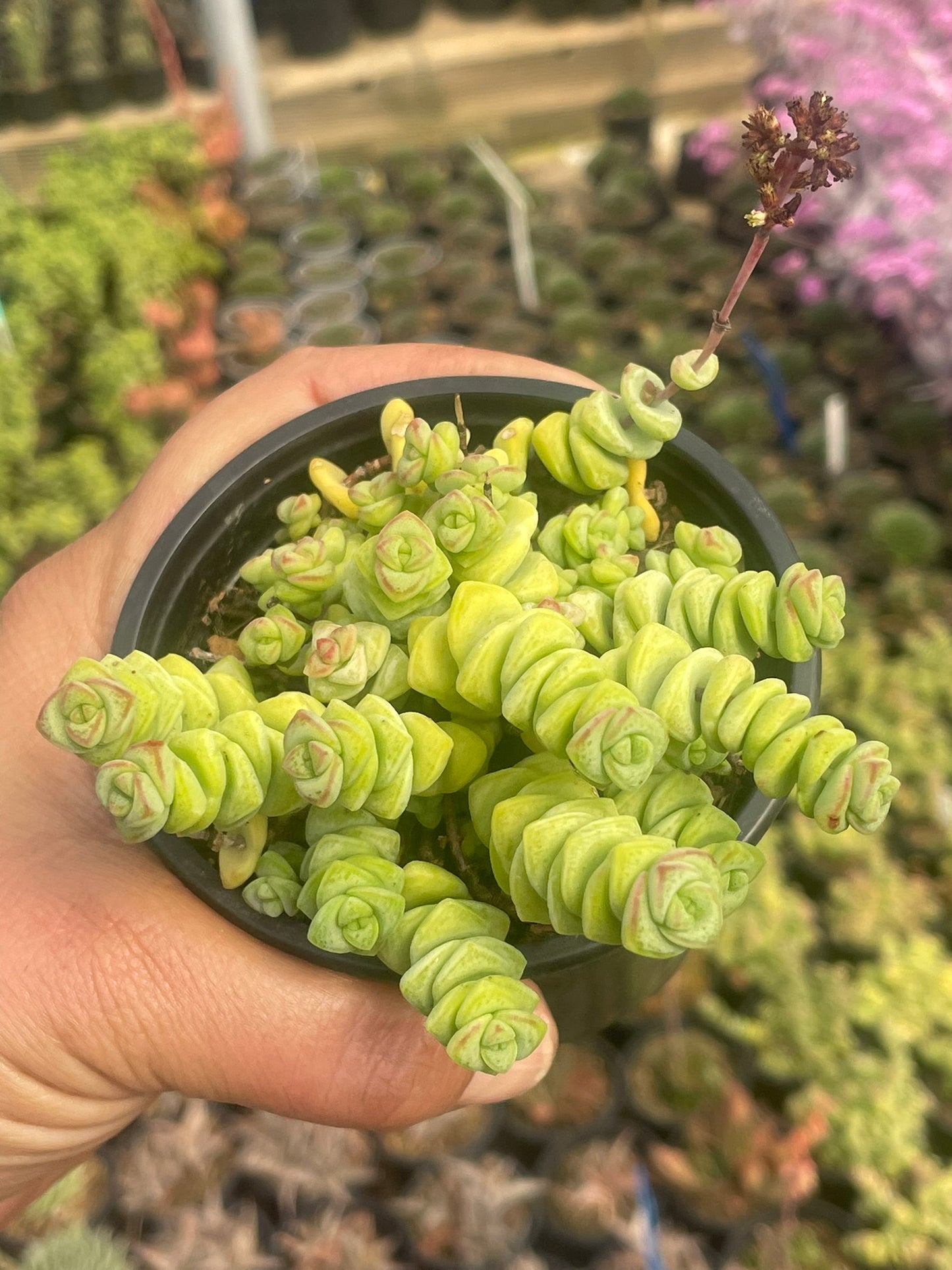 Crassula Rupestris (9cm)