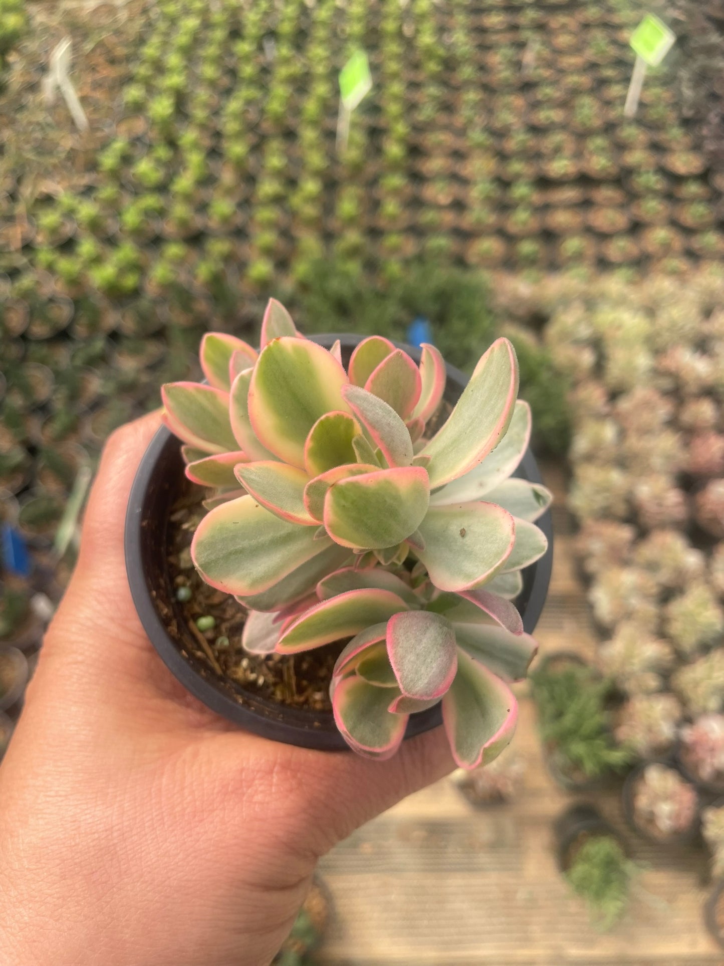 Crassula Sarmentosa (9cm)