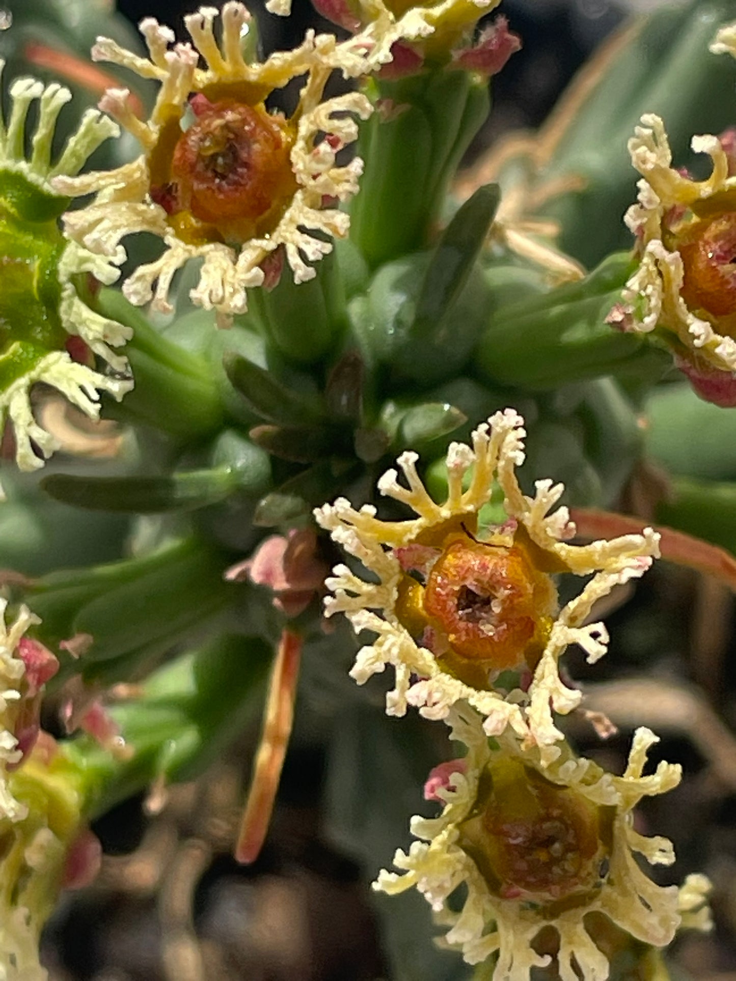 Euphorbia Caput Medusae