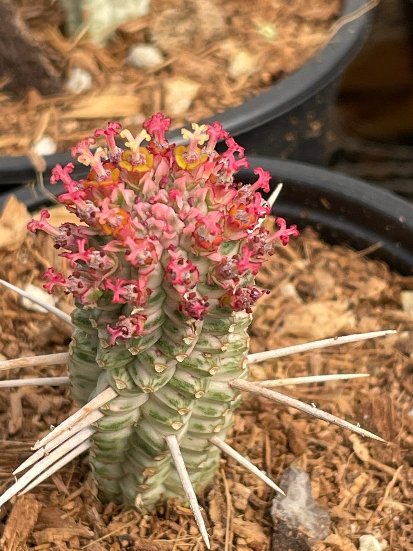 Euphorbia Mammilaris Variegated (9cm)