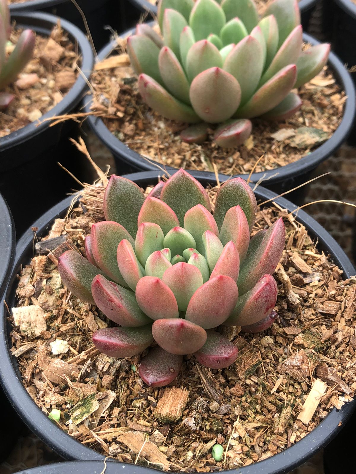 Graptoveria Bashful (9cm)