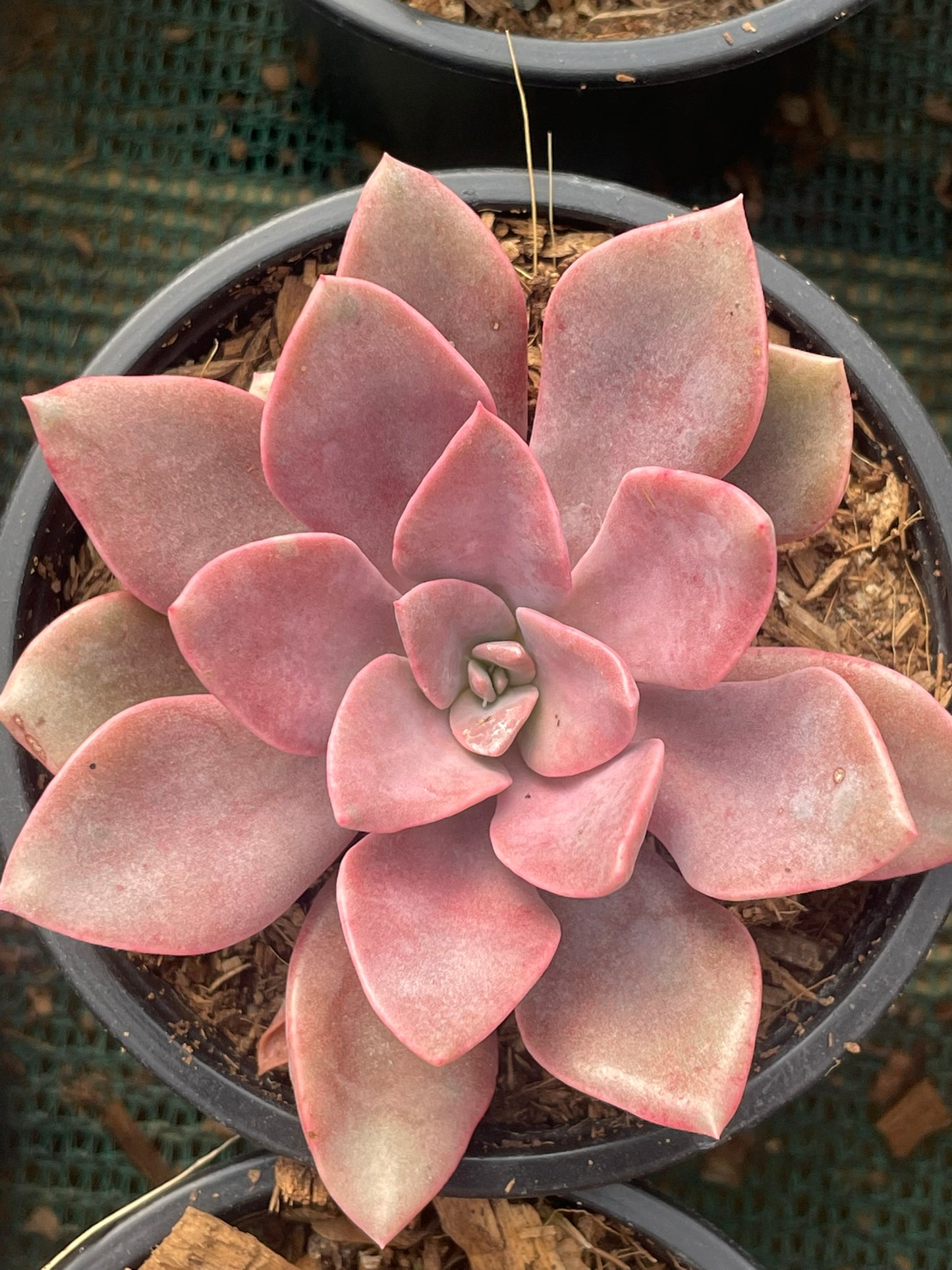 Graptoveria Murasaki (9cm)