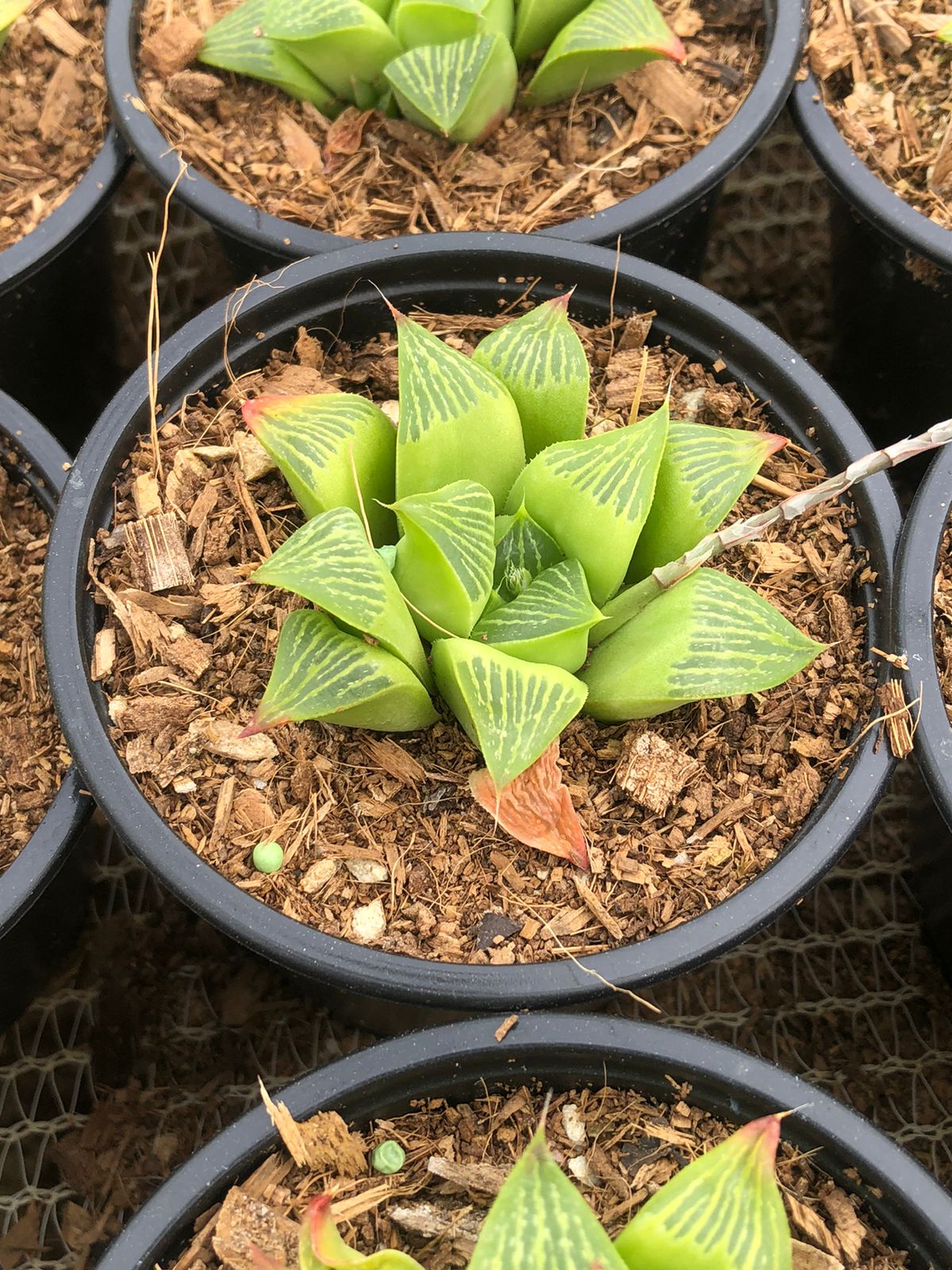 Haworthia Retusa (9cm)