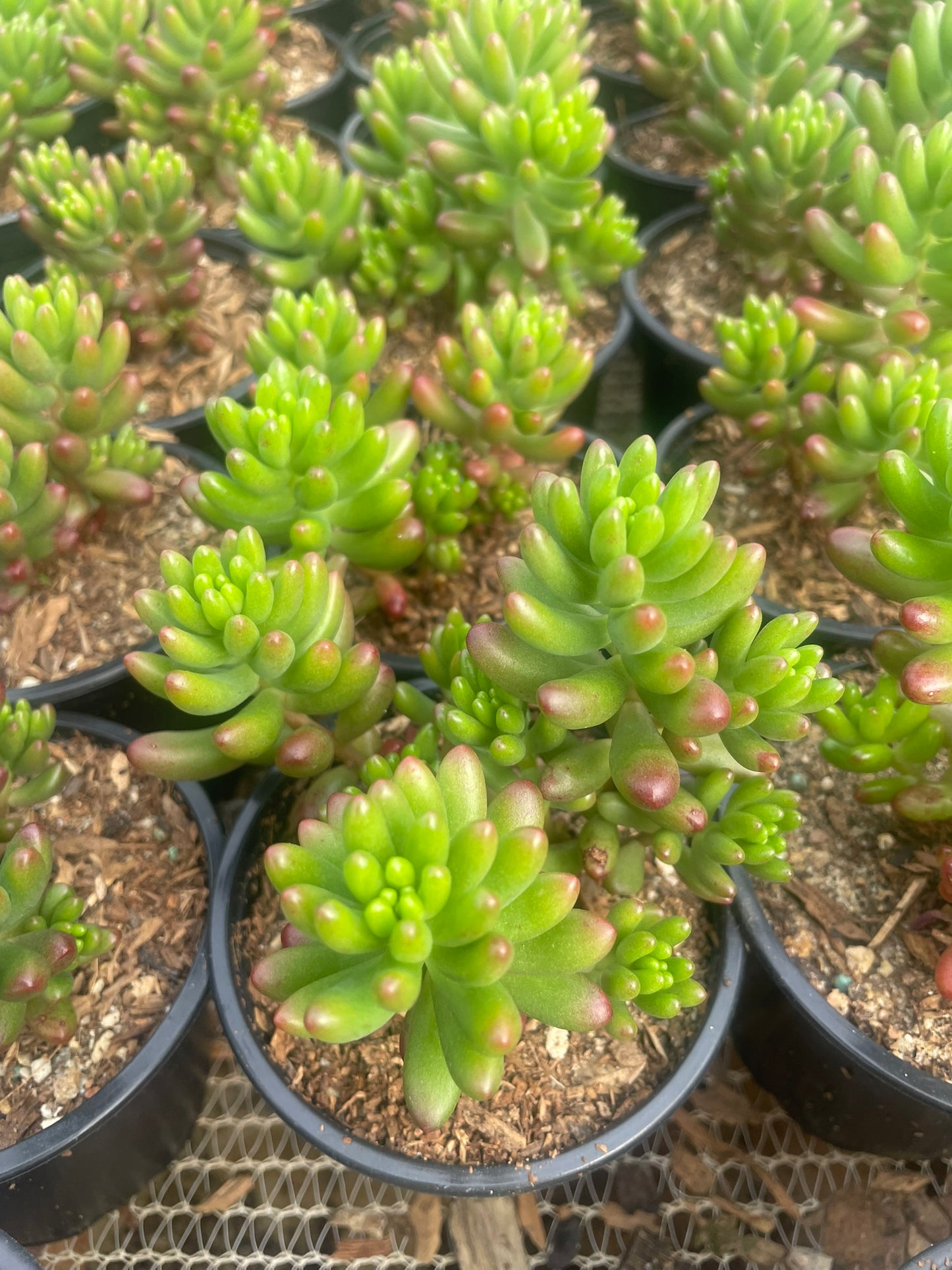 Sedum Rubrotinctum (9cm)