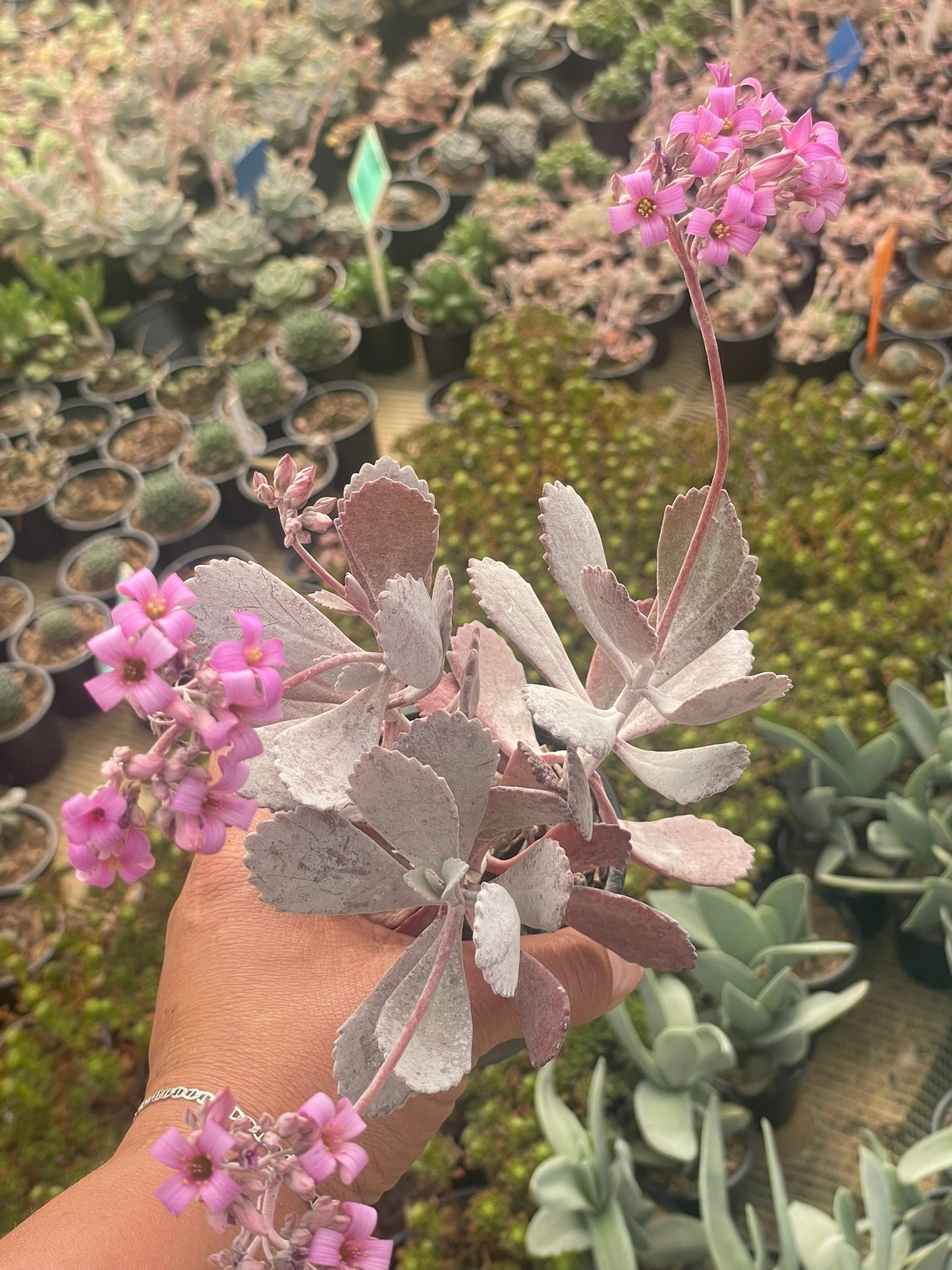Kalanchoe Pumila (9cm)