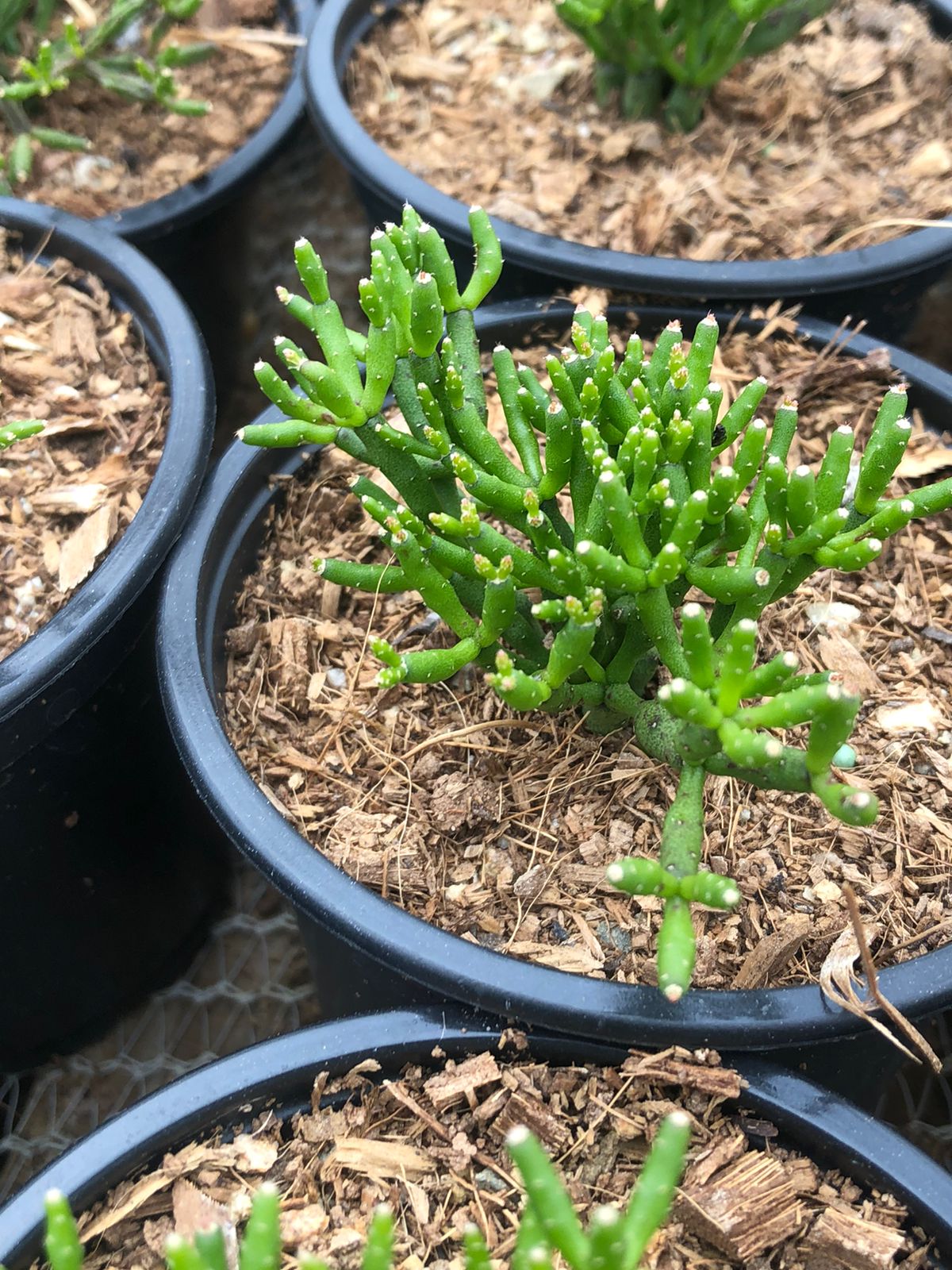 Rhipsalis Salicorniodes (9cm)
