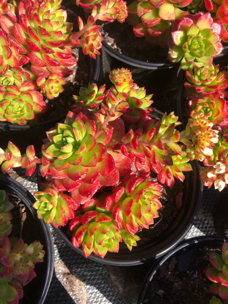 Sedeveria Letezia (9cm)