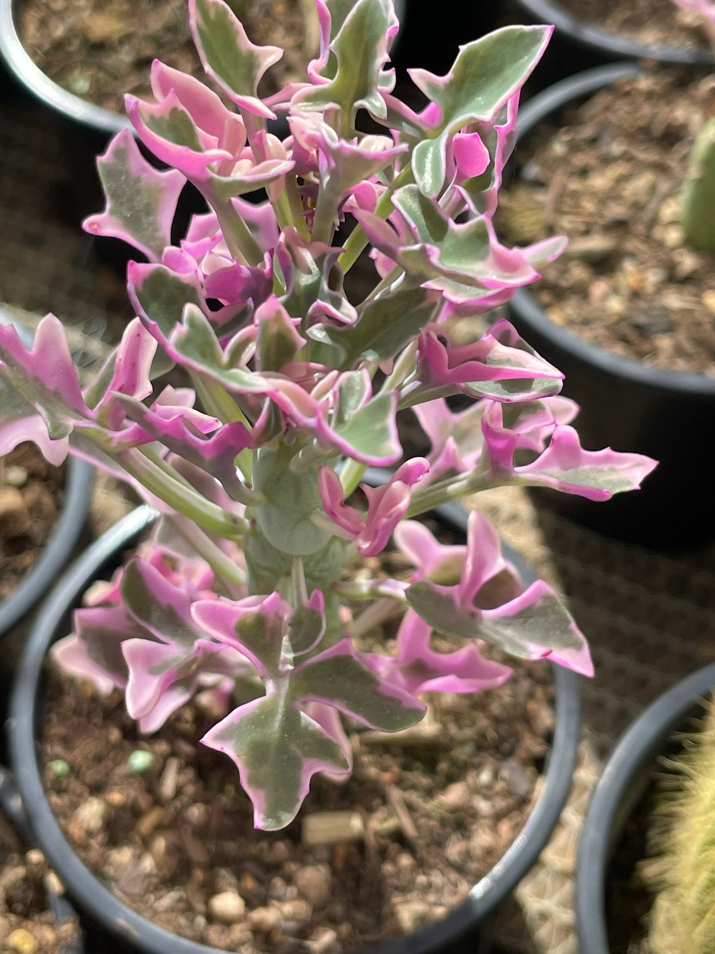Senecio Articulatus Variegata