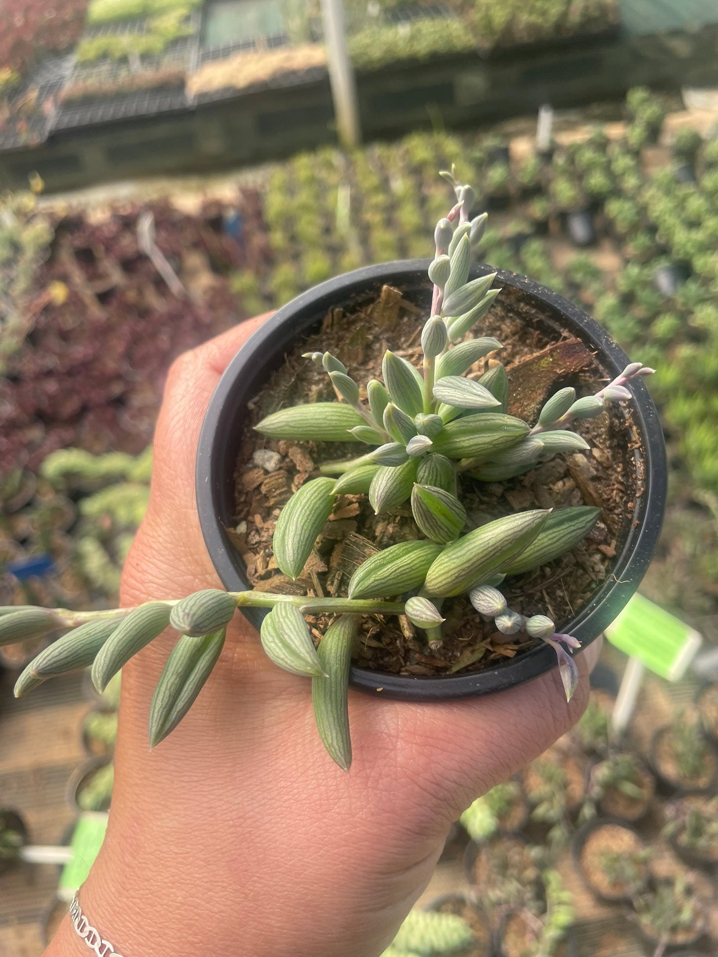 String of Bananas (9cm)