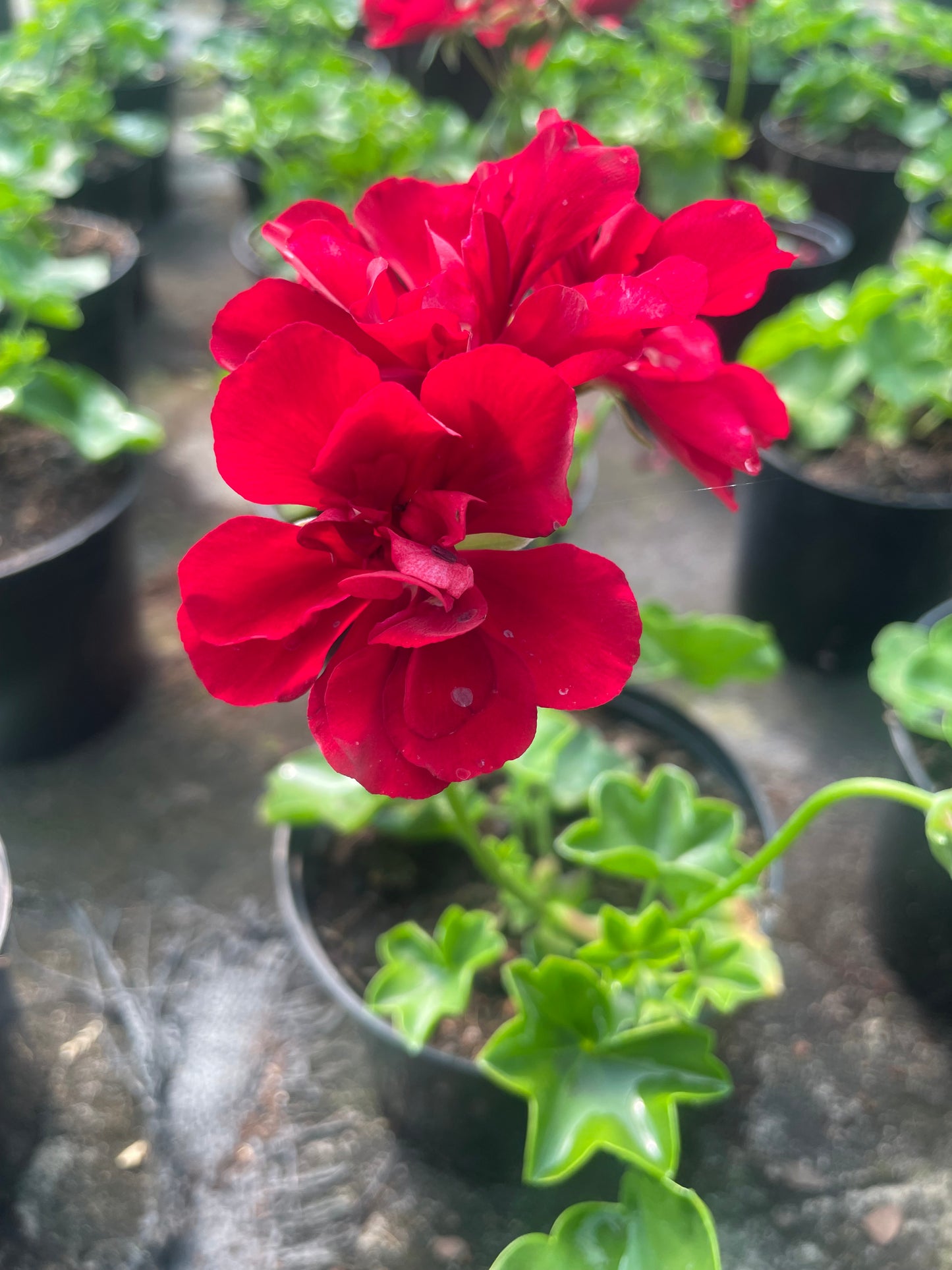 Geranium Hot Red (15cm)