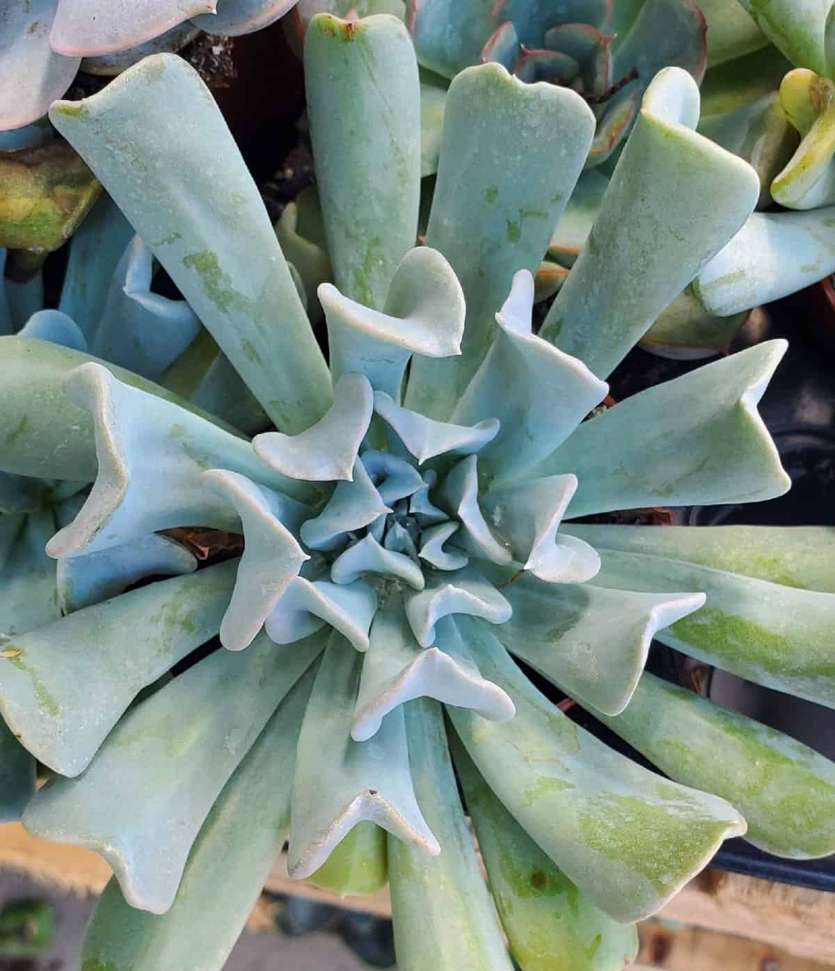 Echeveria Topsy Turvey (9cm)